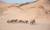 De woestijnolifanten van Damaraland