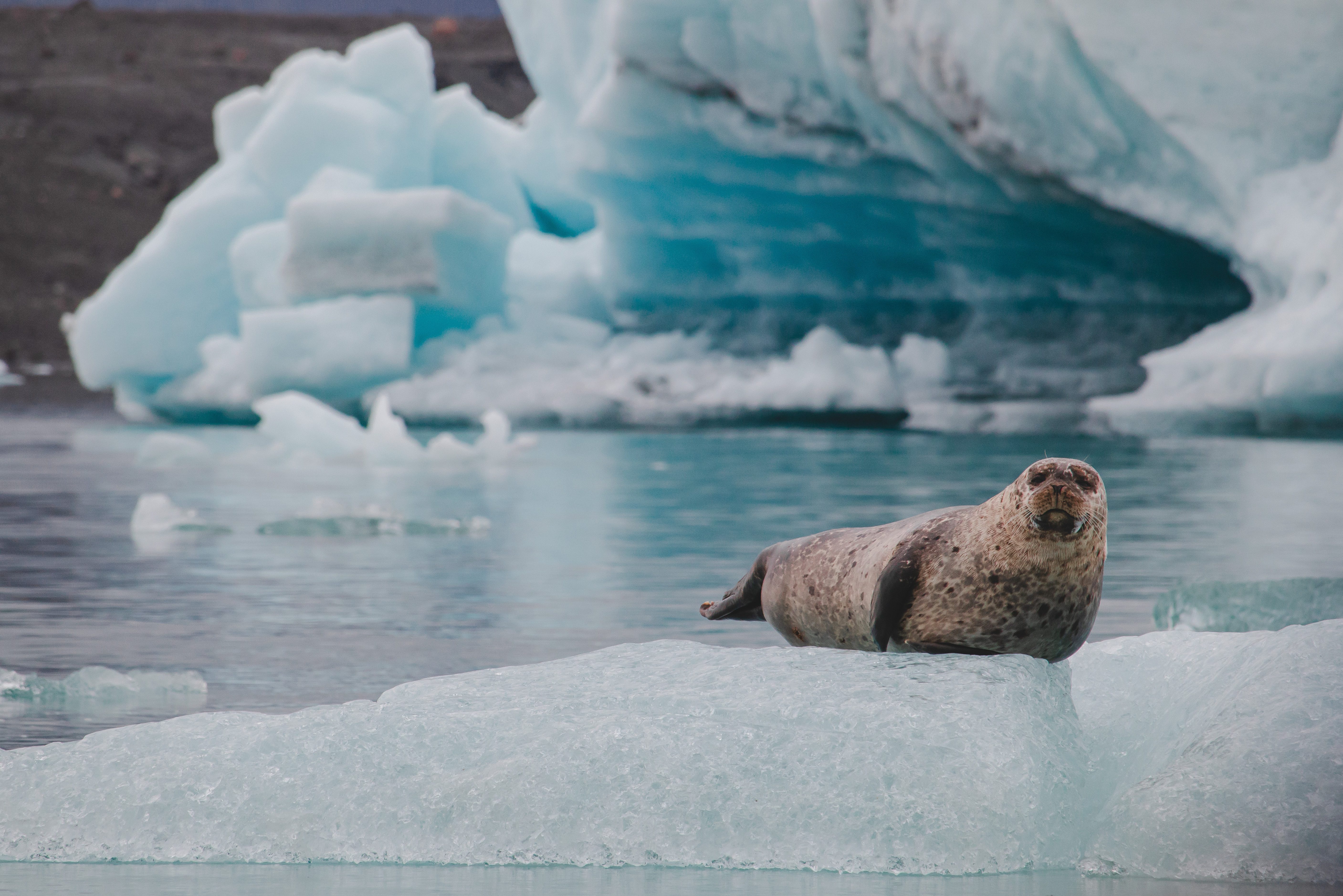 IJsland-Jokulsarlon Glacier Lagoon zeehond