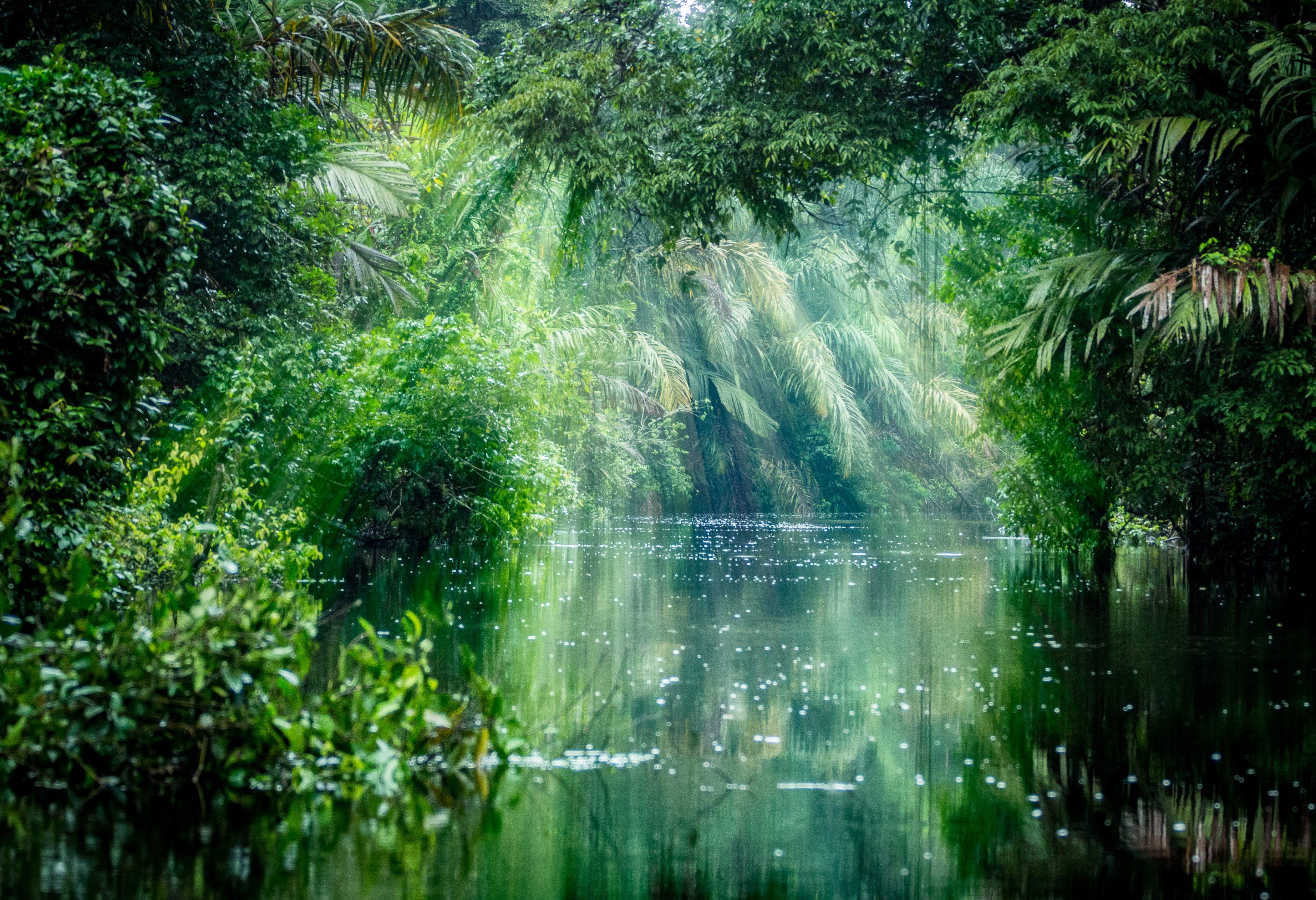 Jungle bij Tortuguero in Costa Rica