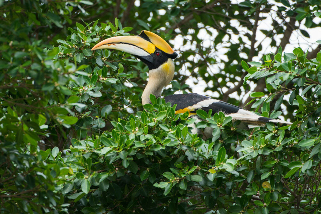 Pangkor neushoornvogel