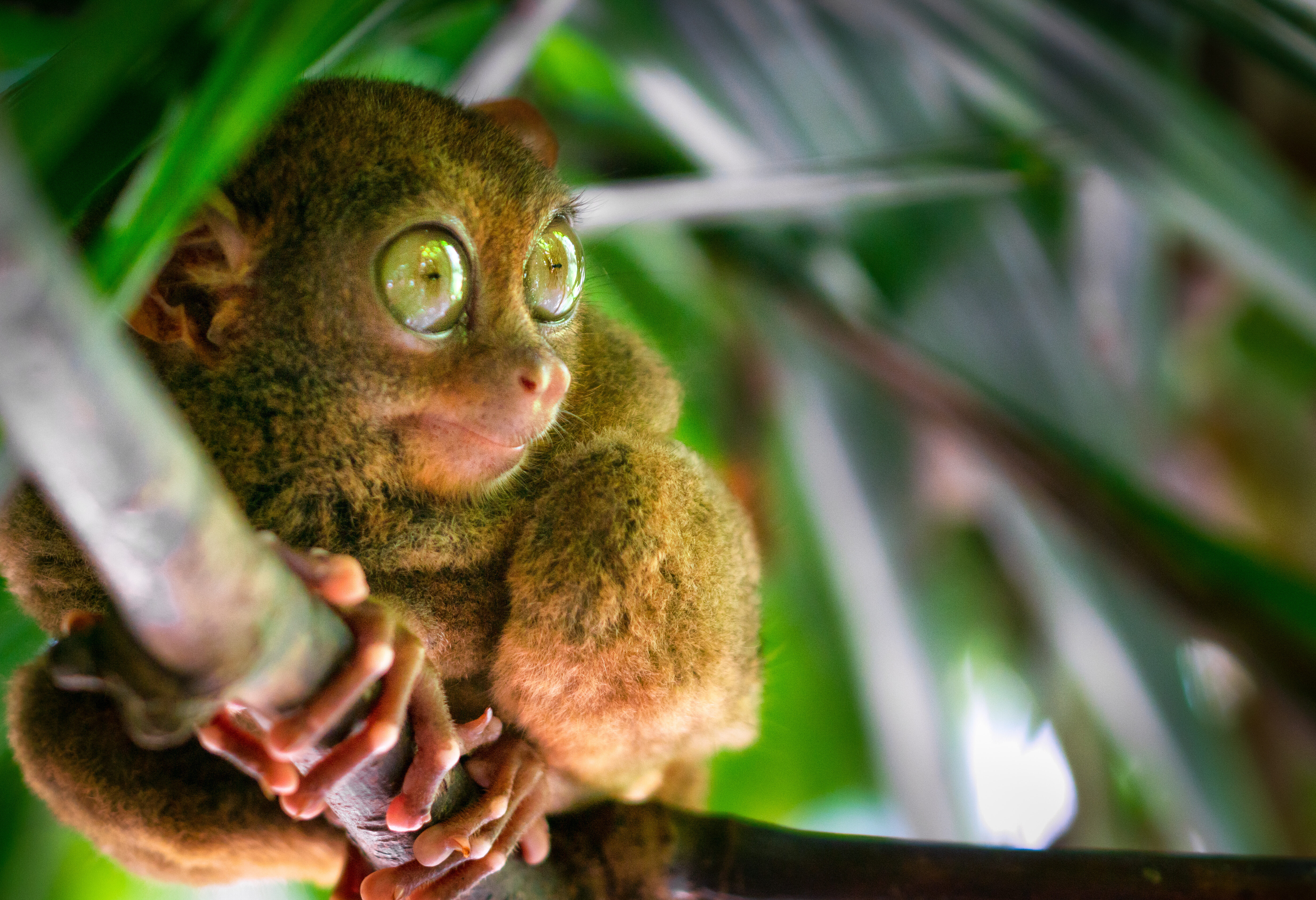 Tarsier op Bohol