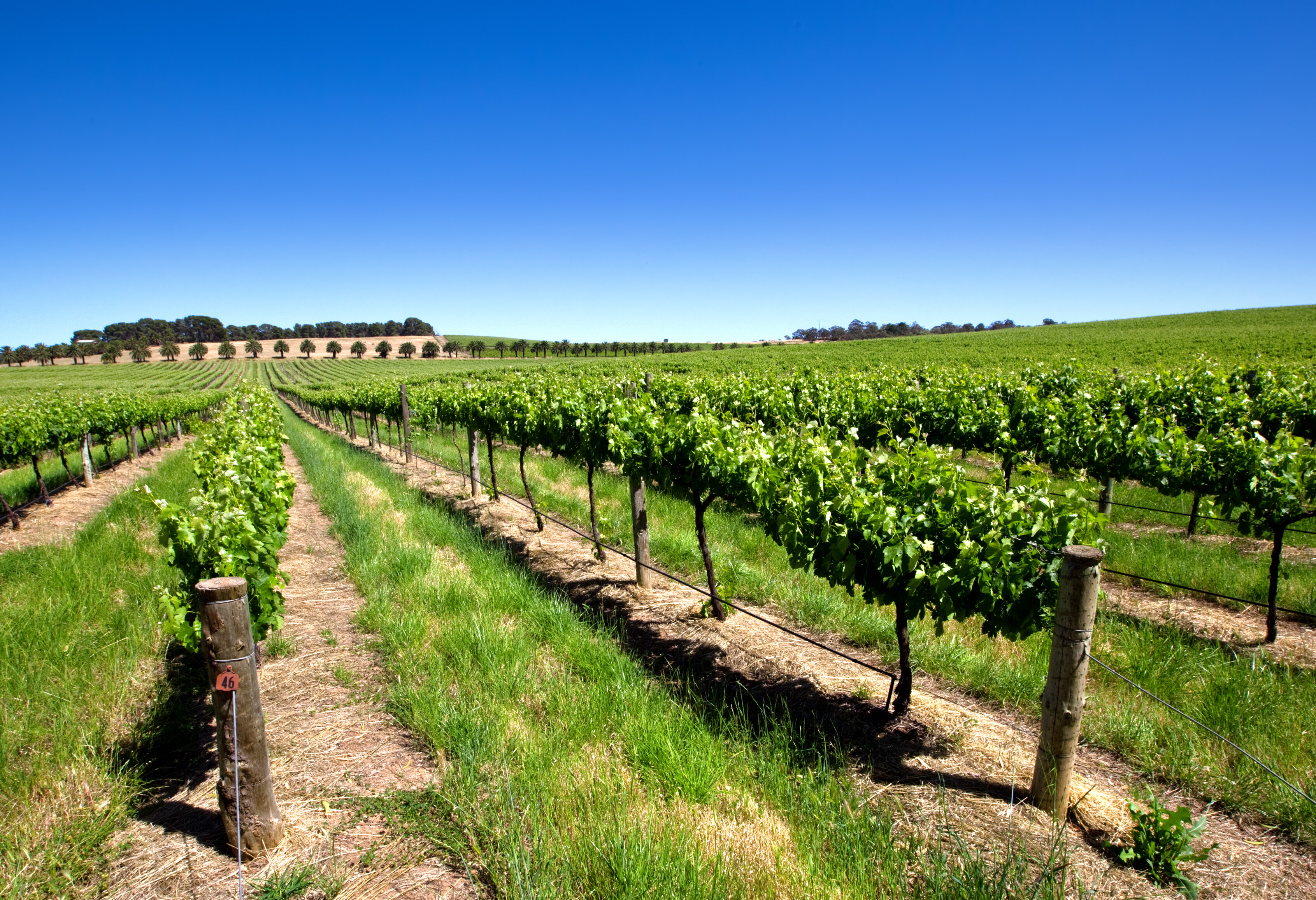 Wijngaard in de Barossa Valley nabij Adelaide in Australie