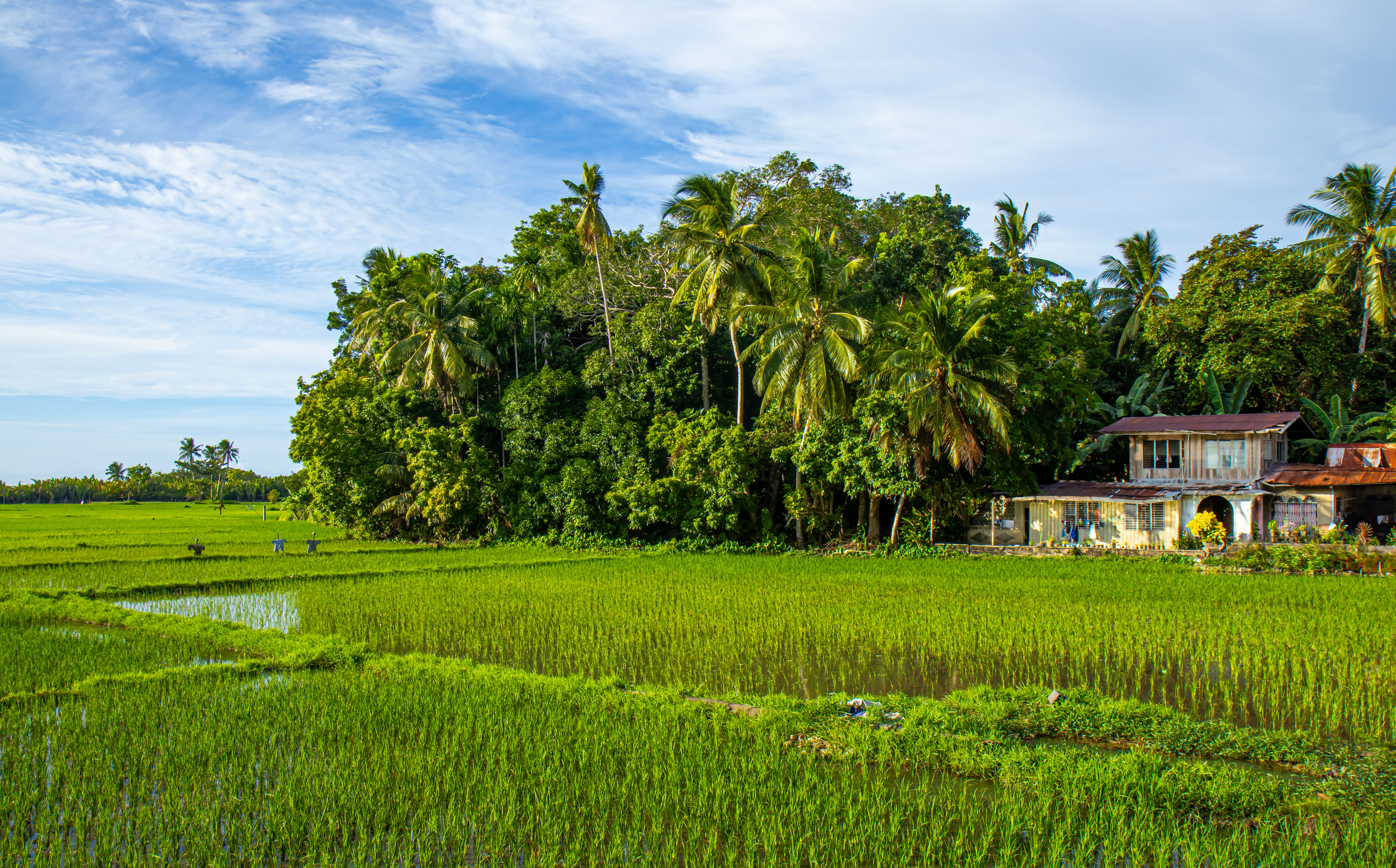Rijstvelden op Siquijor Filipijnen