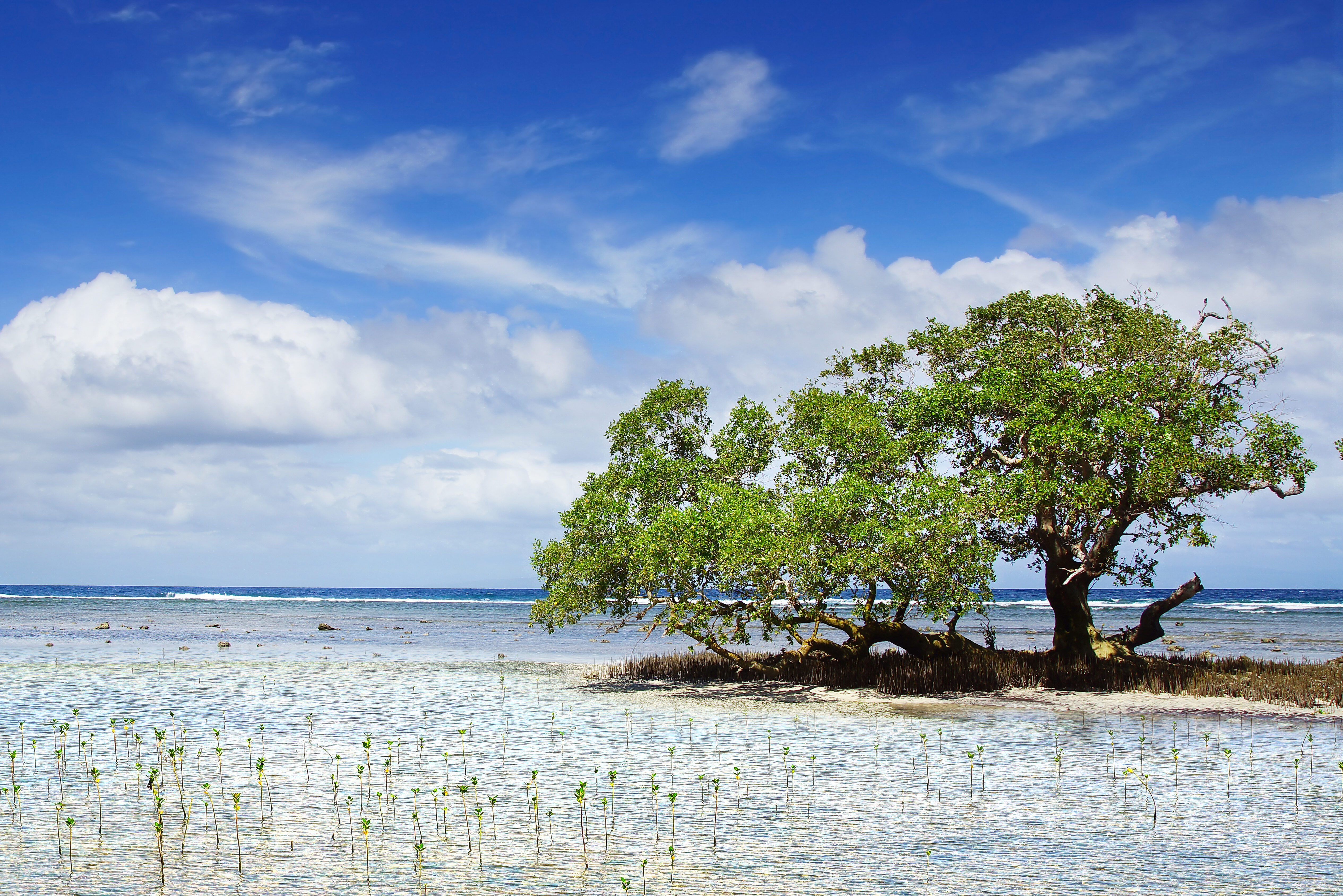 Mangroven op Siquijor