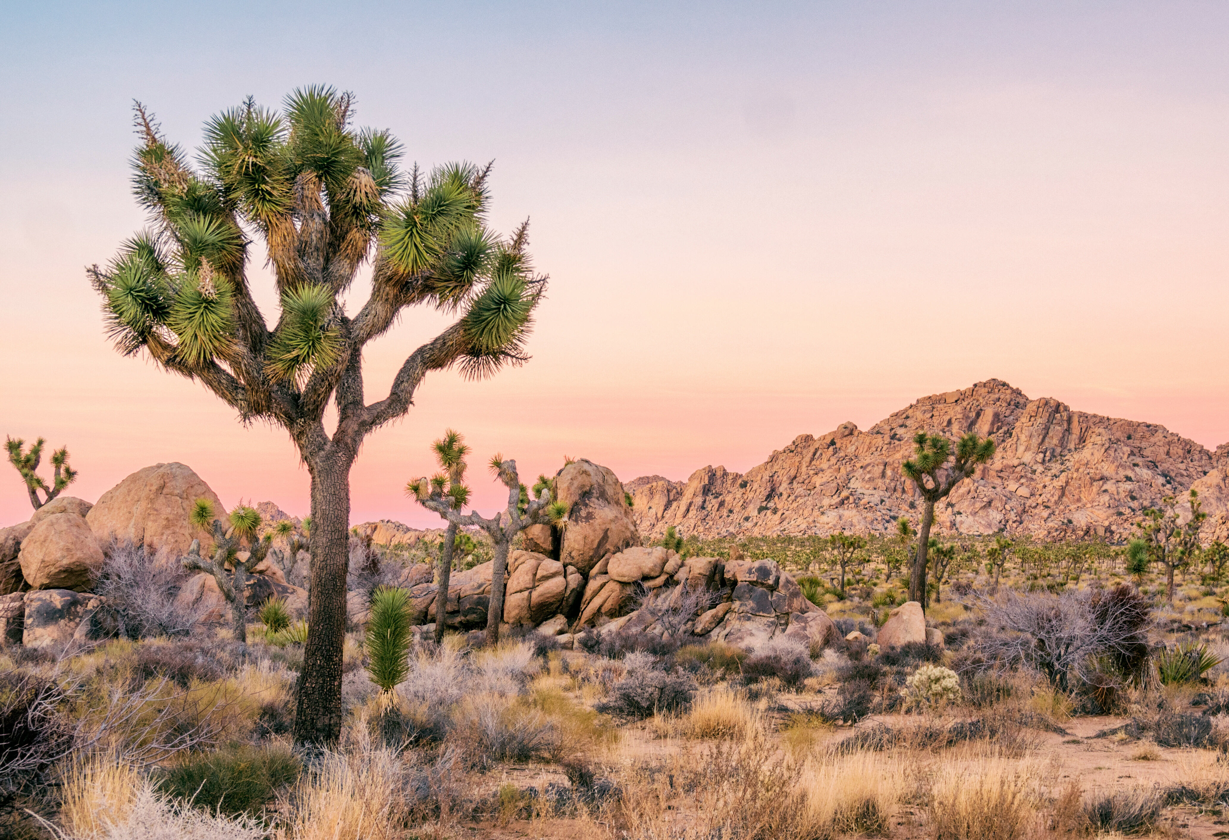 Joshua Tree National Park uitzicht