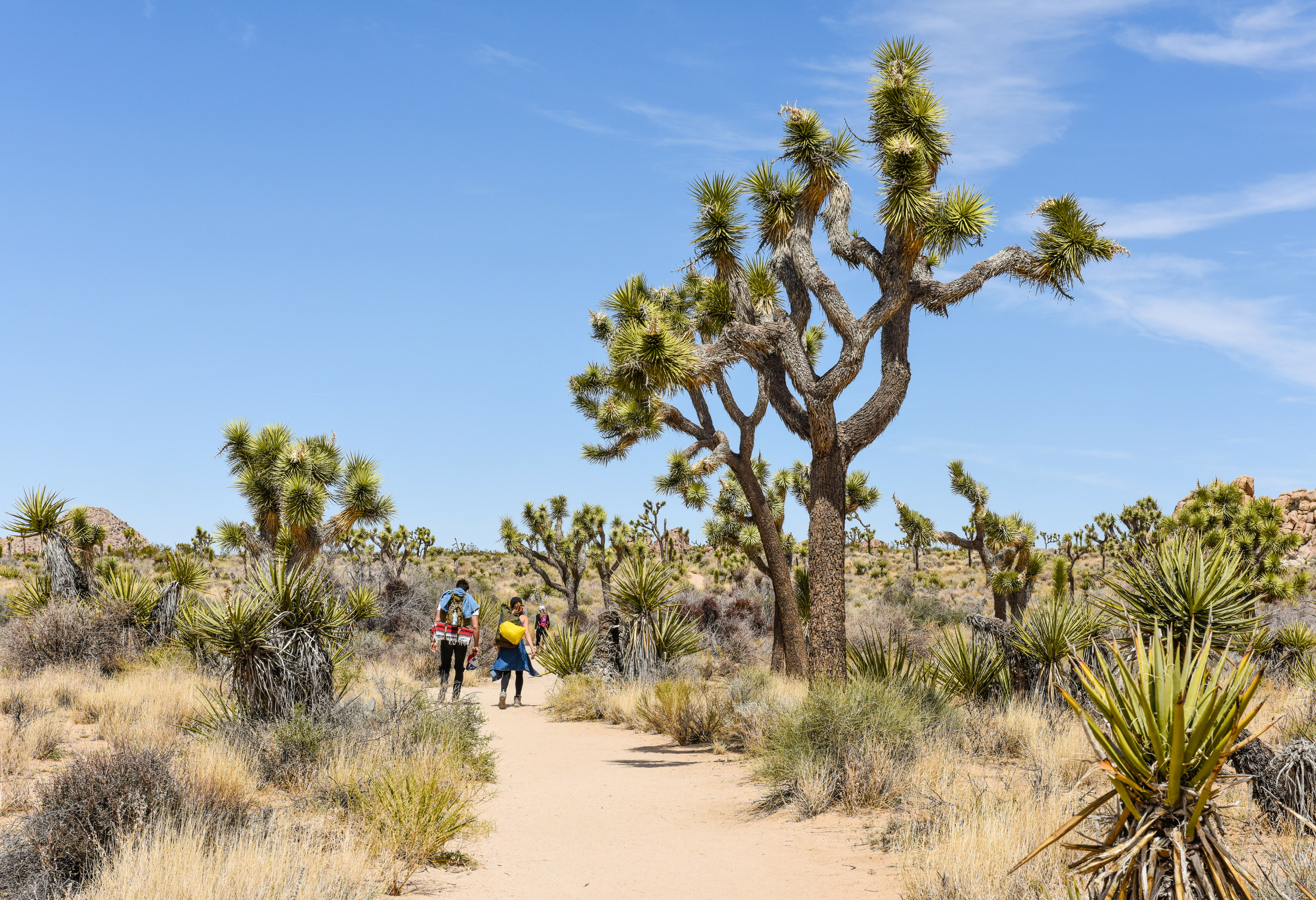 Wandelen in Joshua Tree National Park