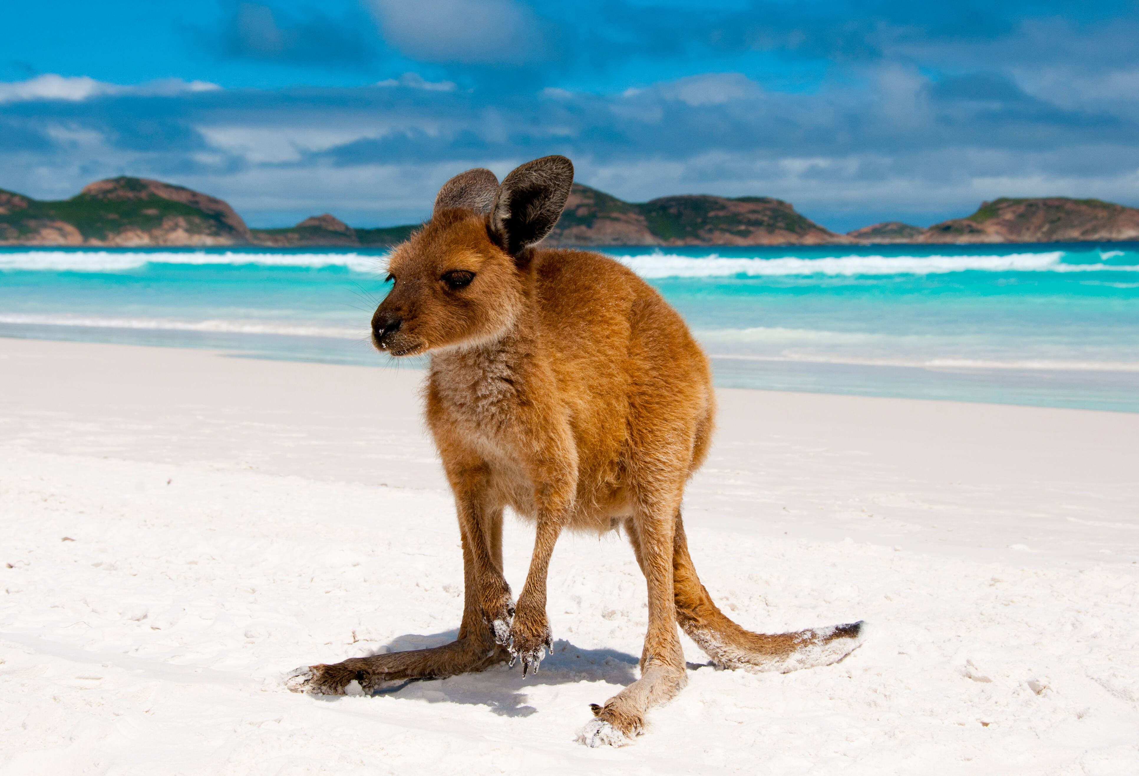 Kangoeroe op het strand in Australie