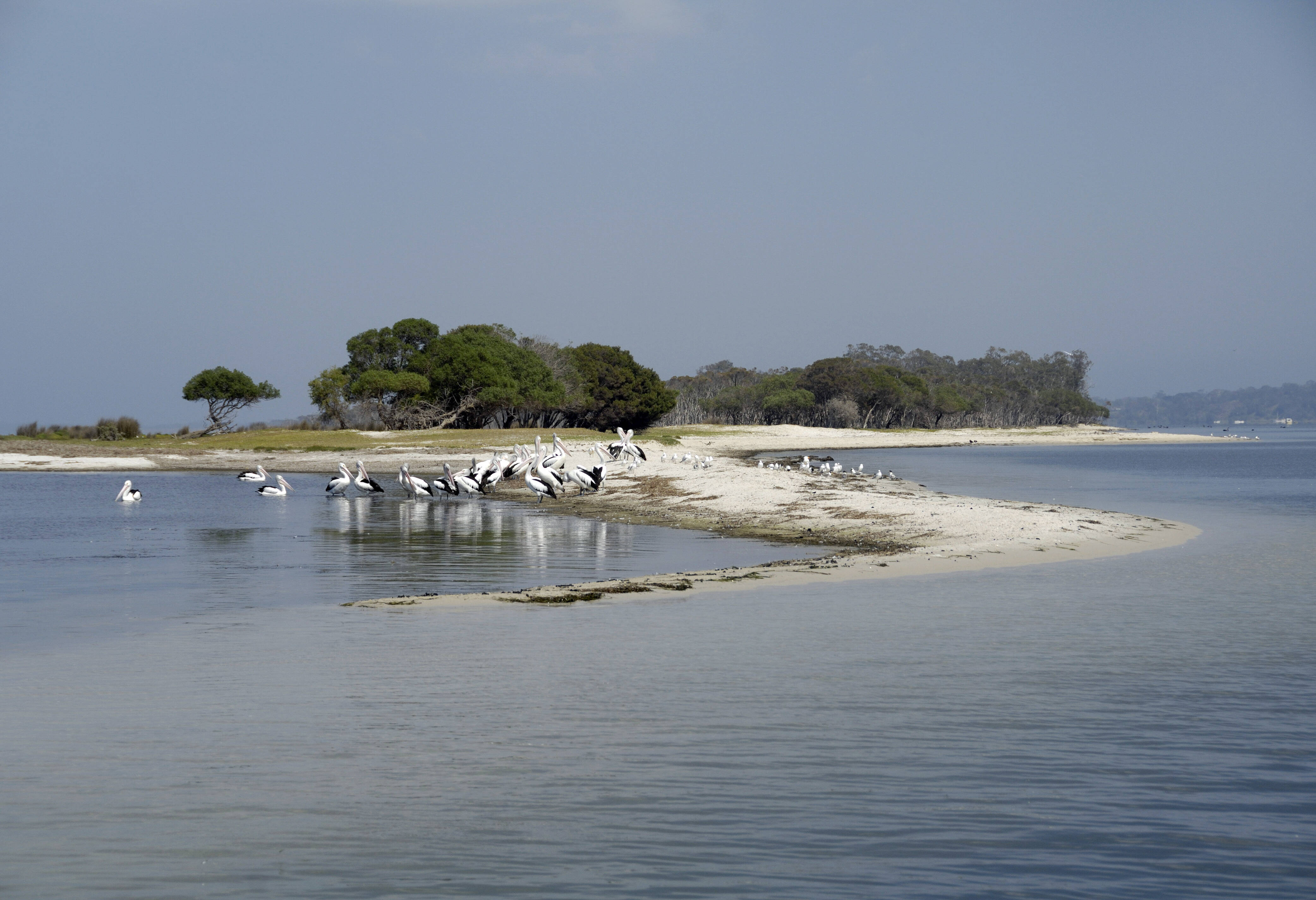 Pelikanen bij Lakes Entrance in Australie