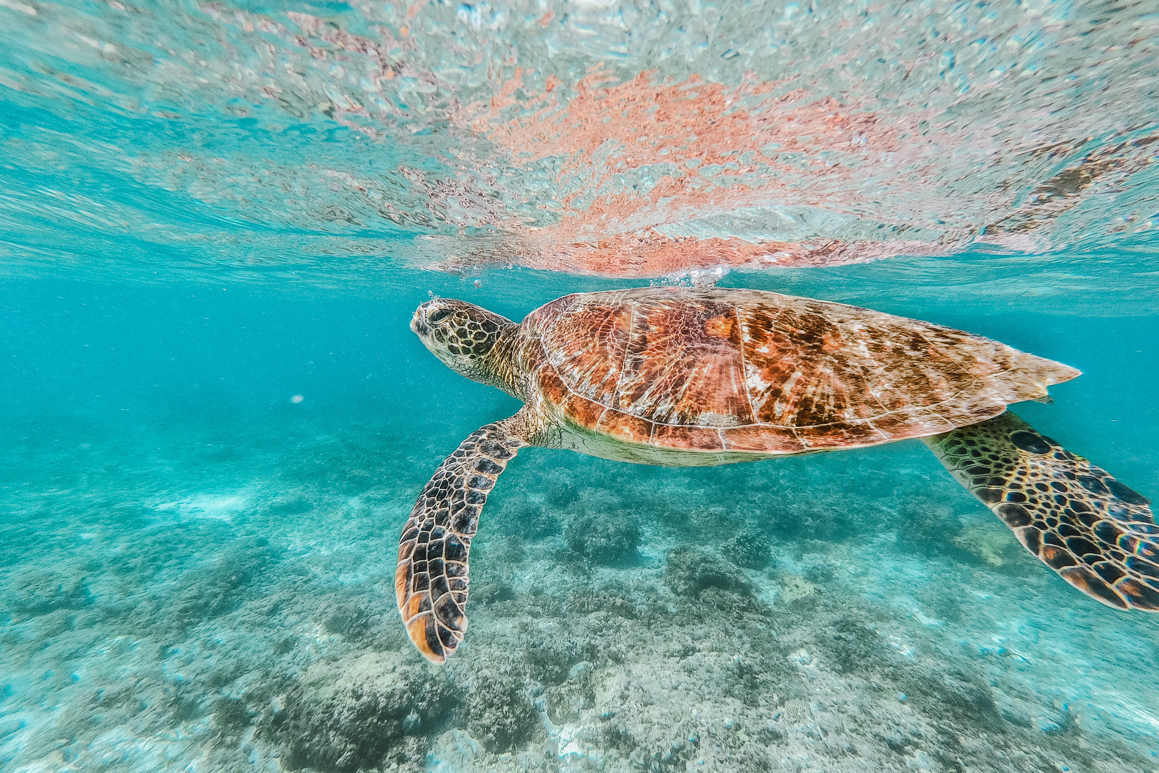Schildpad in de Filipijnen