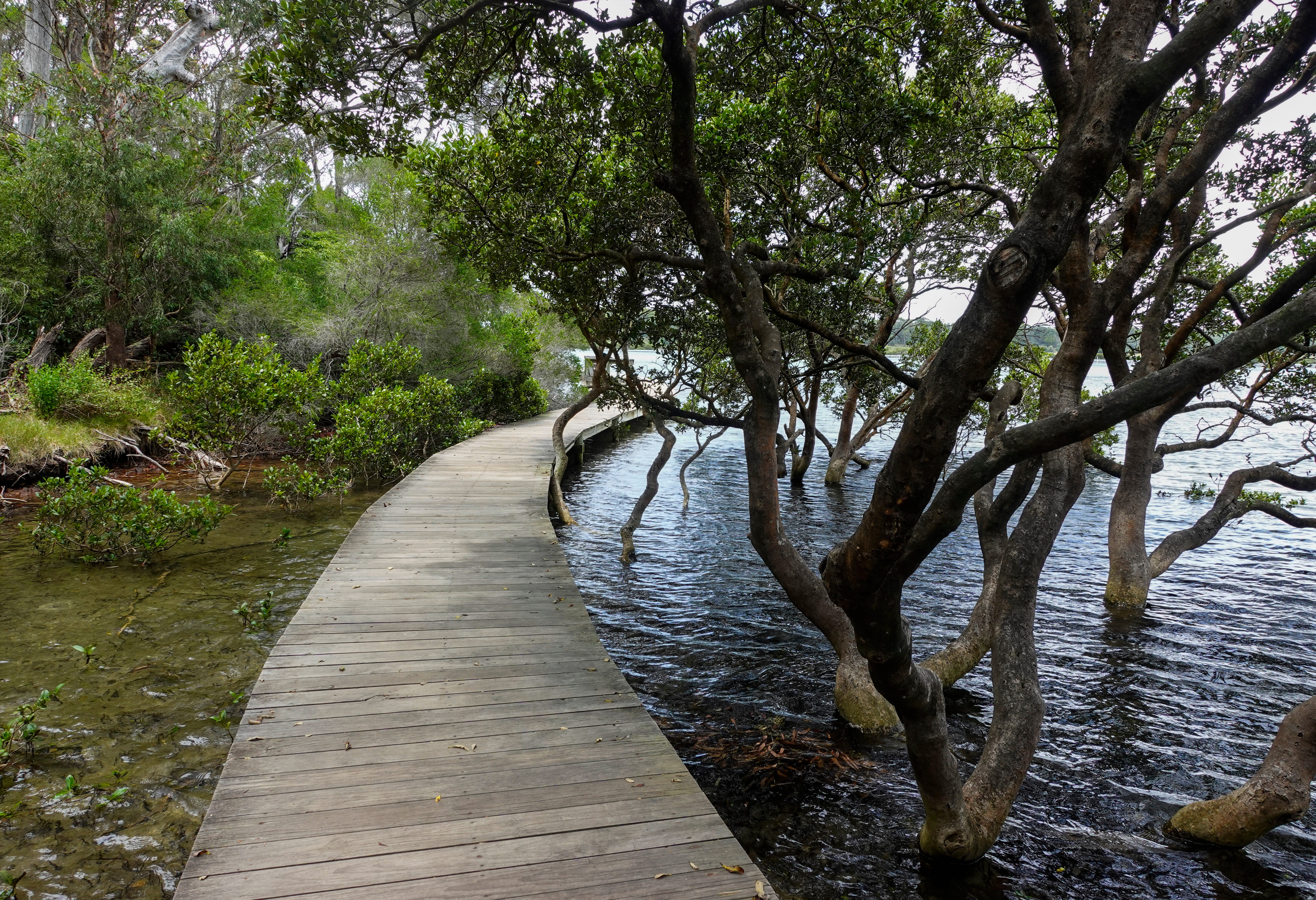 Boardwalk langs Merimbula Lake in Australie