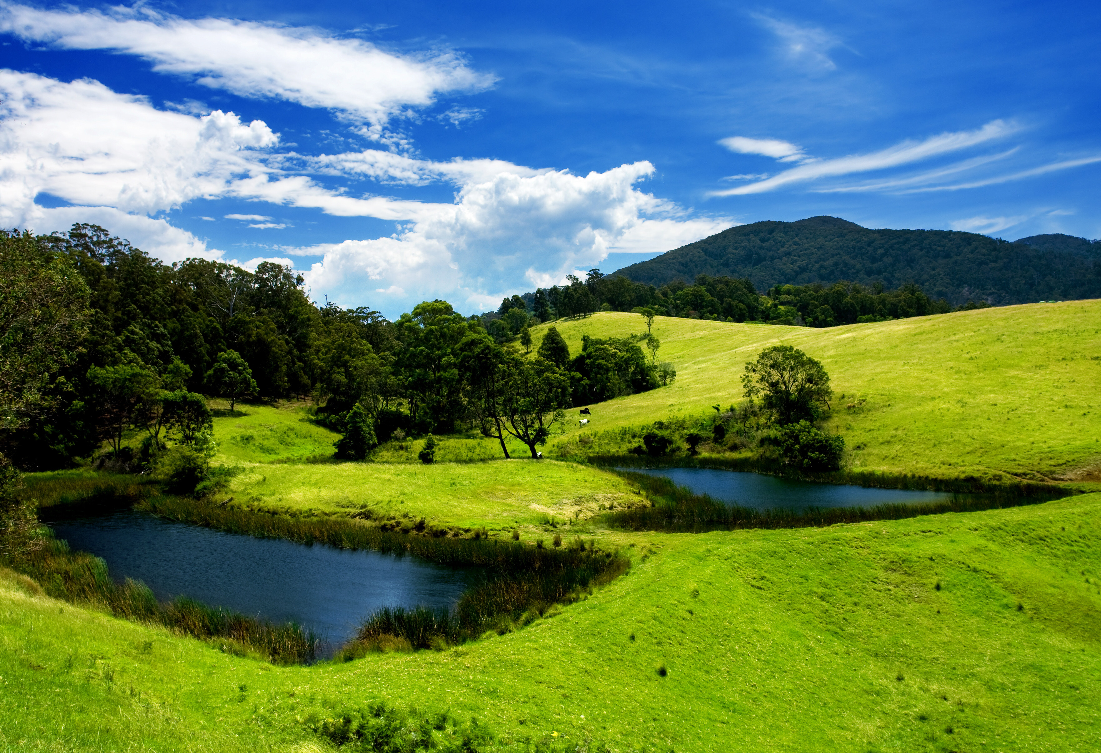Golvende graslanden in de Bega Valley in Australie