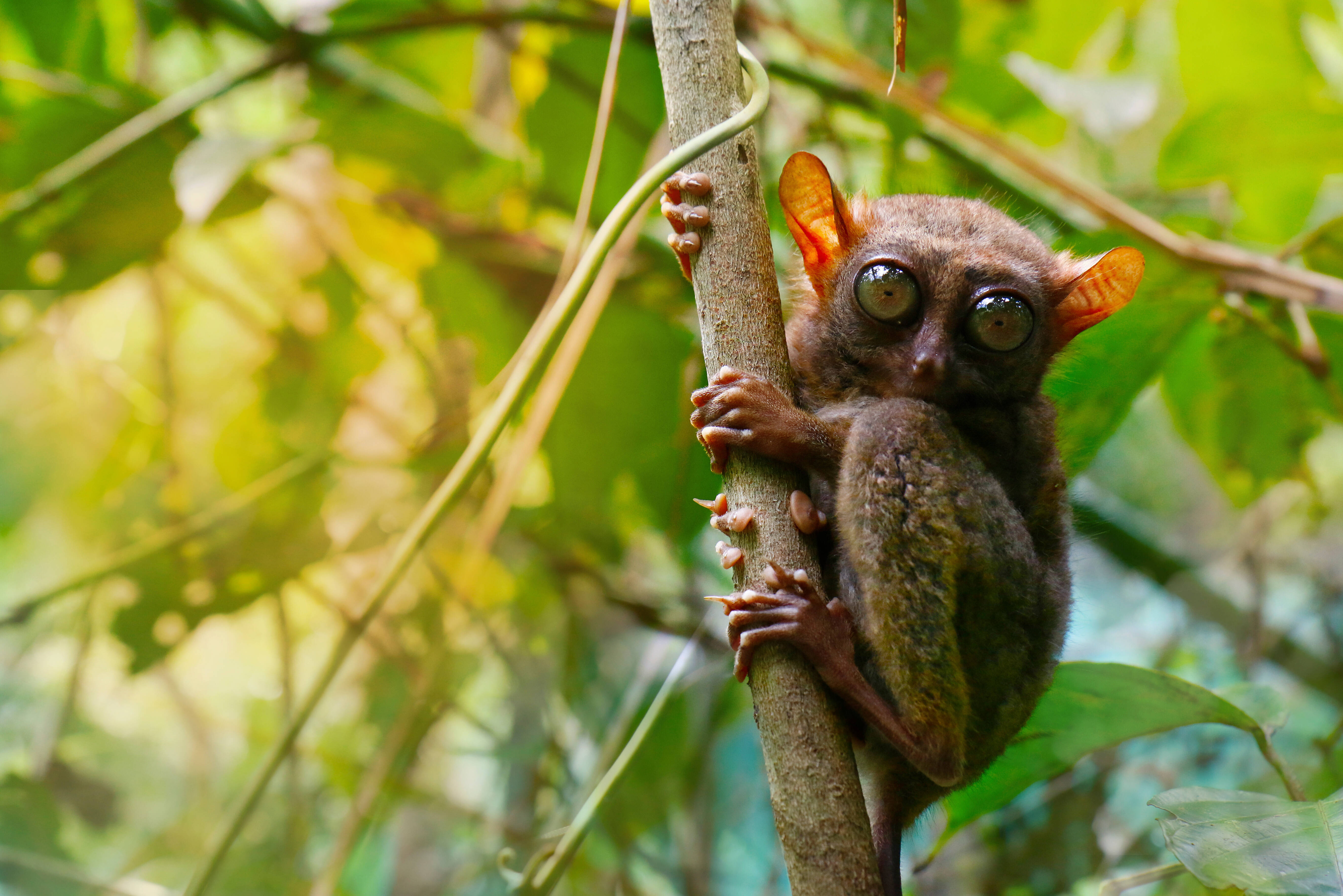 Spookdiertje op Bohol