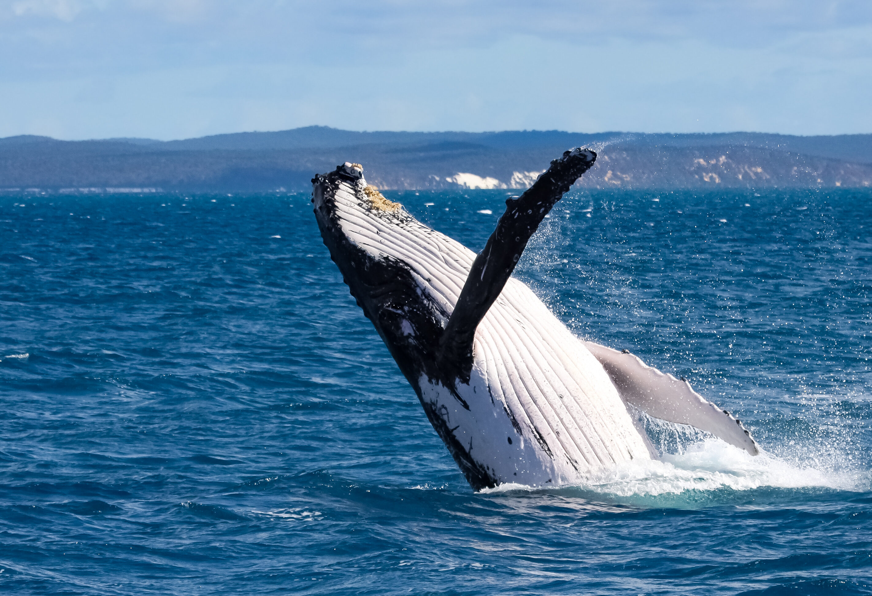 Bultrug walvis bij Hervey Bay in Australie