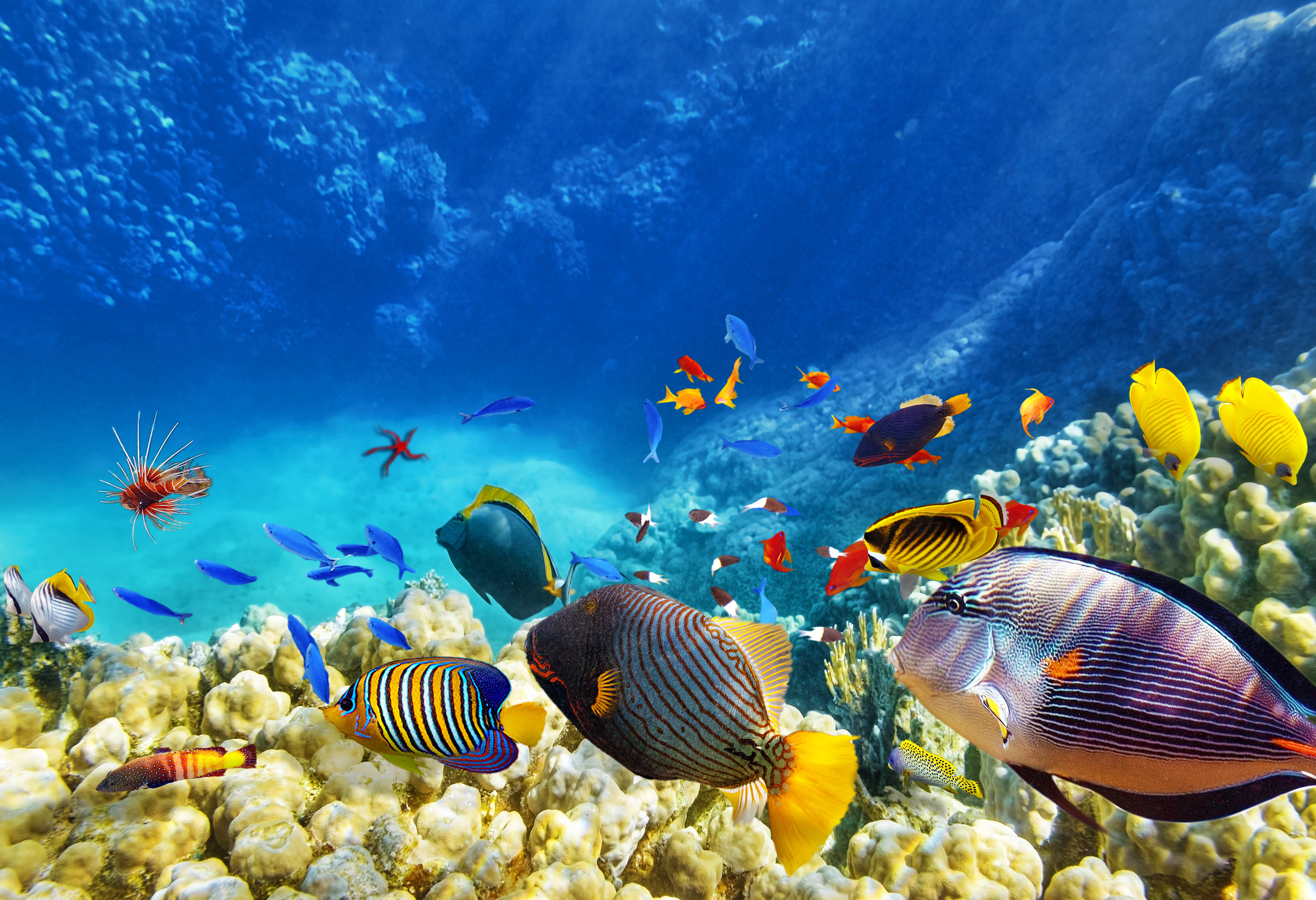 Kleurrijke onderwaterwereld in het Great Barrier Reef in Australie
