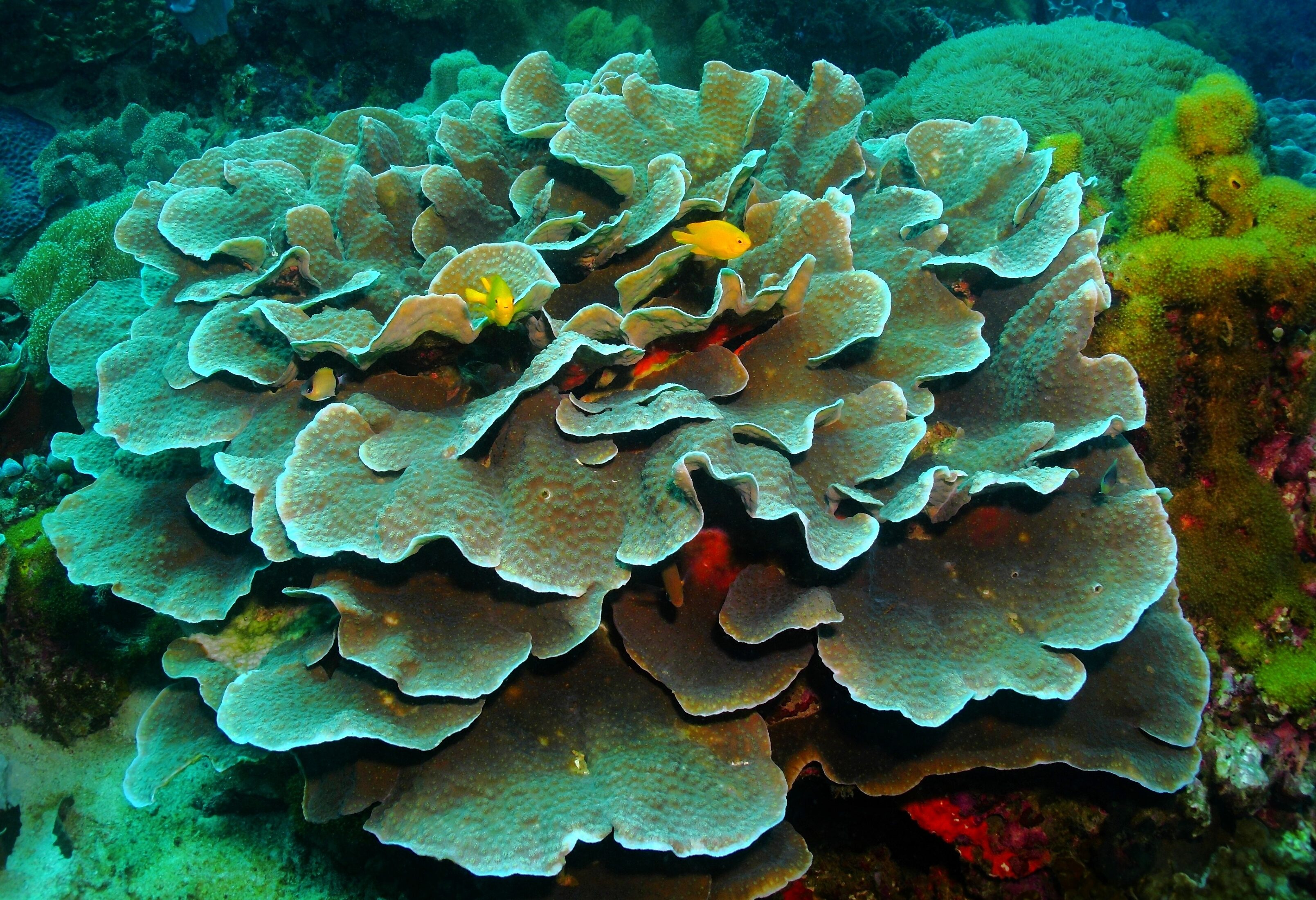 Onderwaterwereld Bohol