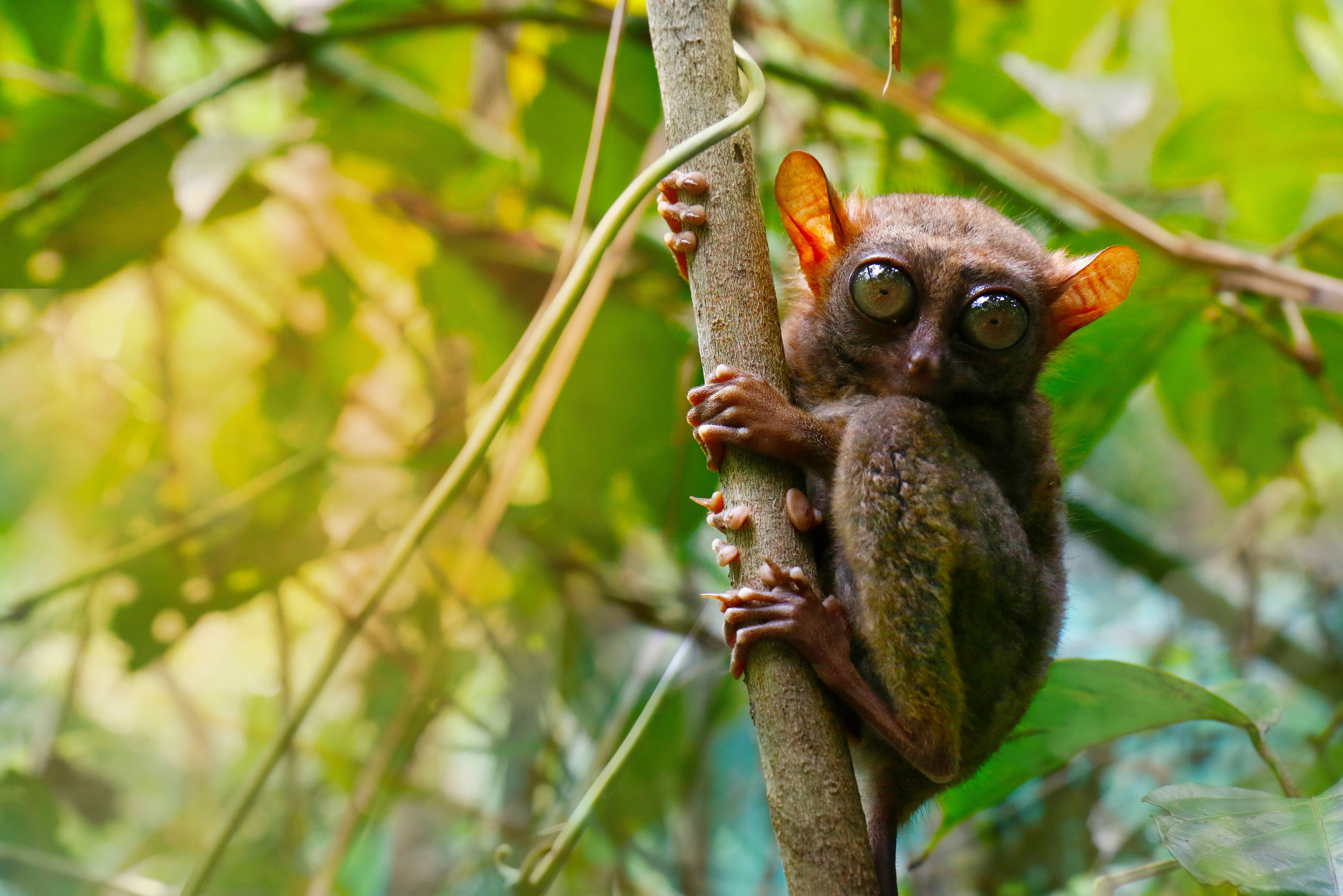 Tarsier op Bohol