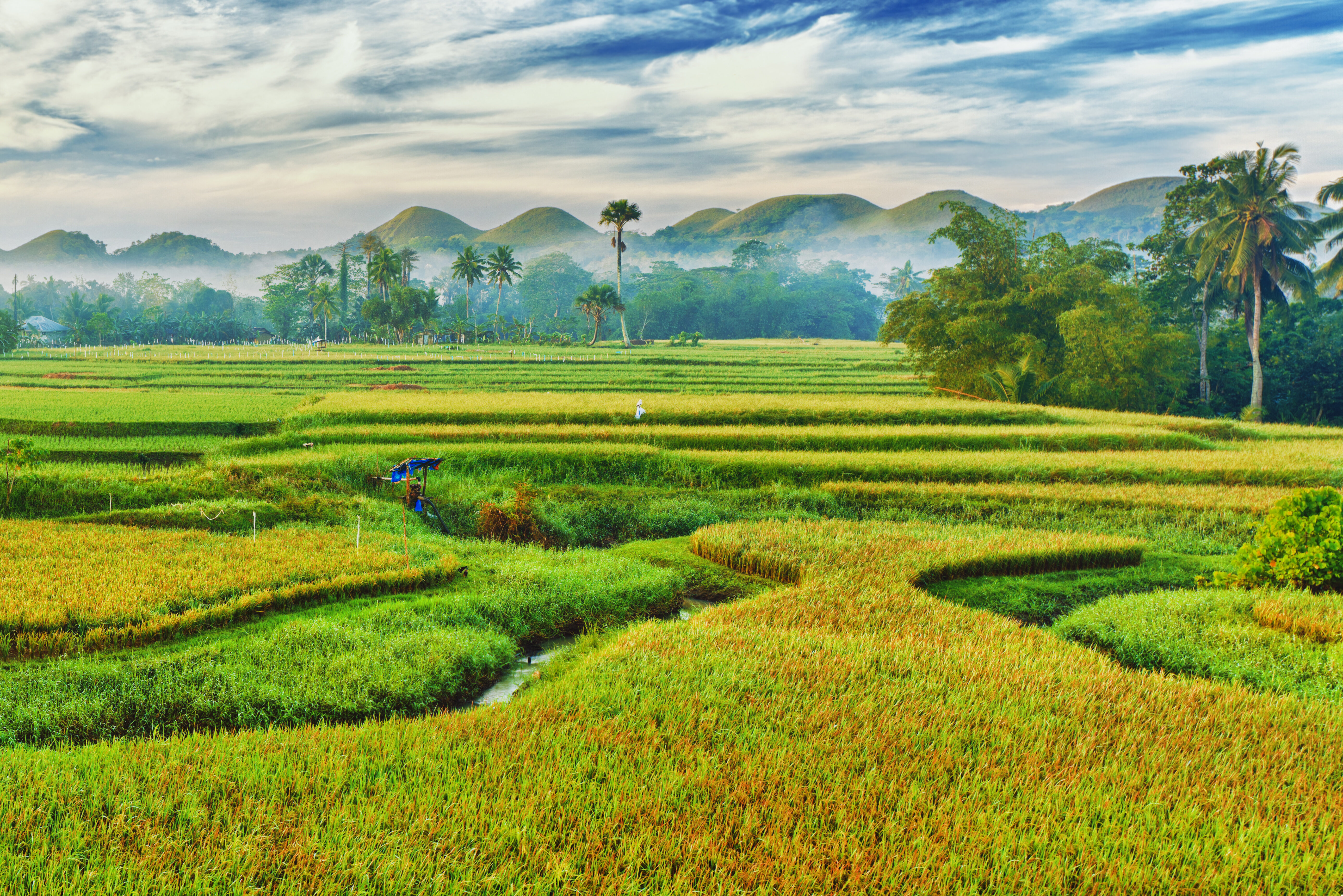 Rijstvelden Chocolate HIlls Bohol