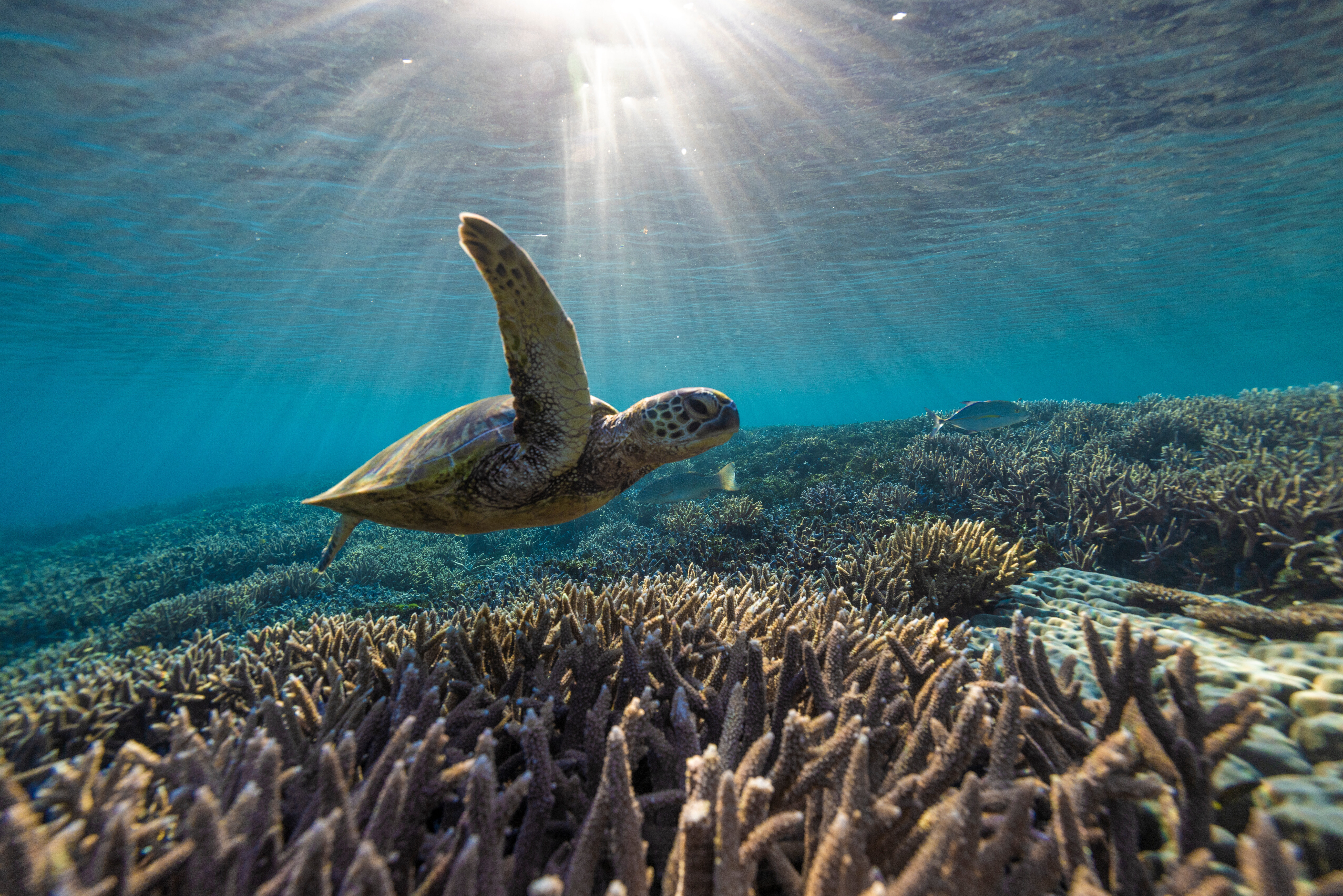 Verken de onderwaterwereld in het Great Barrier Reef in Australie