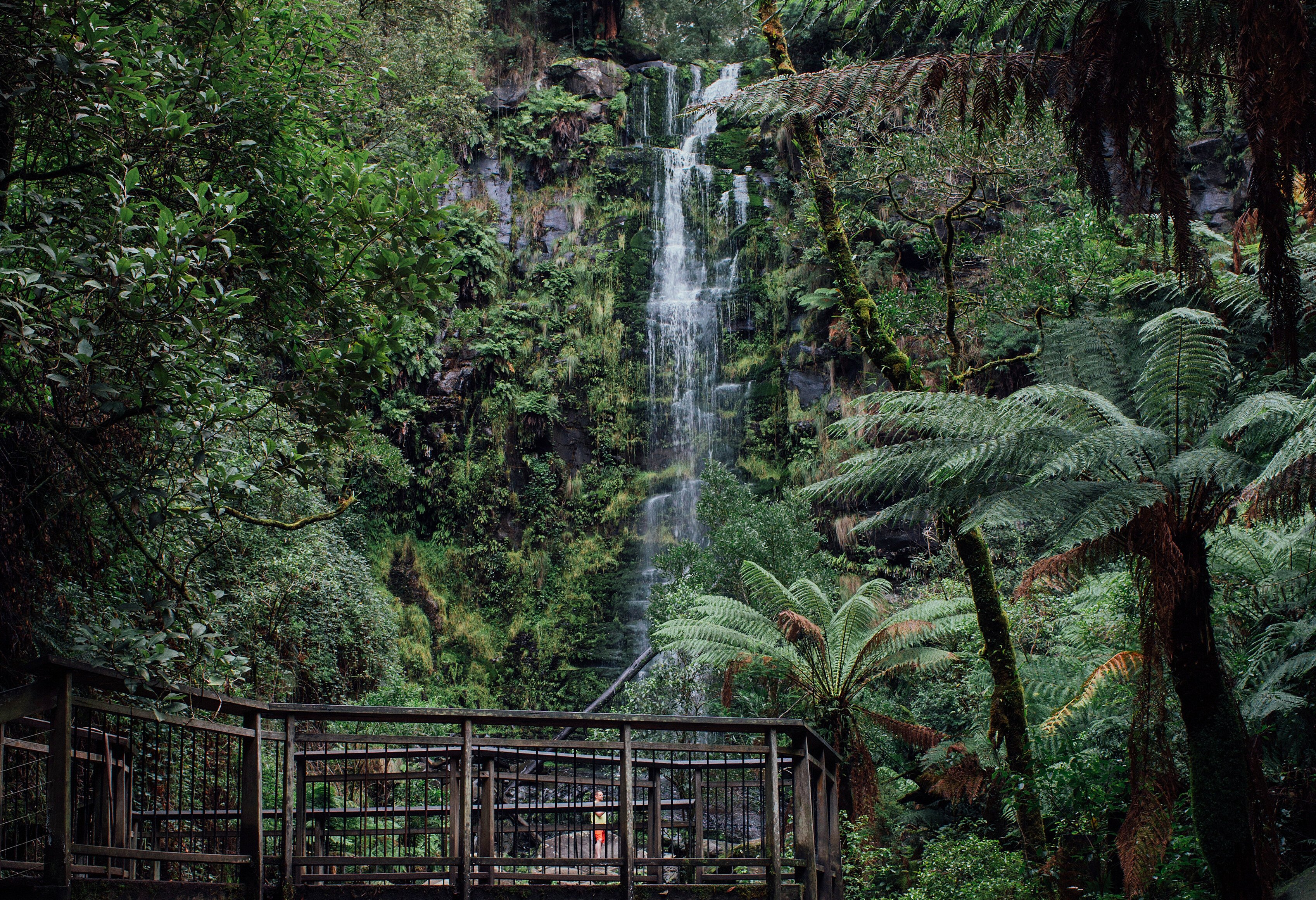 Erskine watervallen nabij de Great Ocean Road in Australie