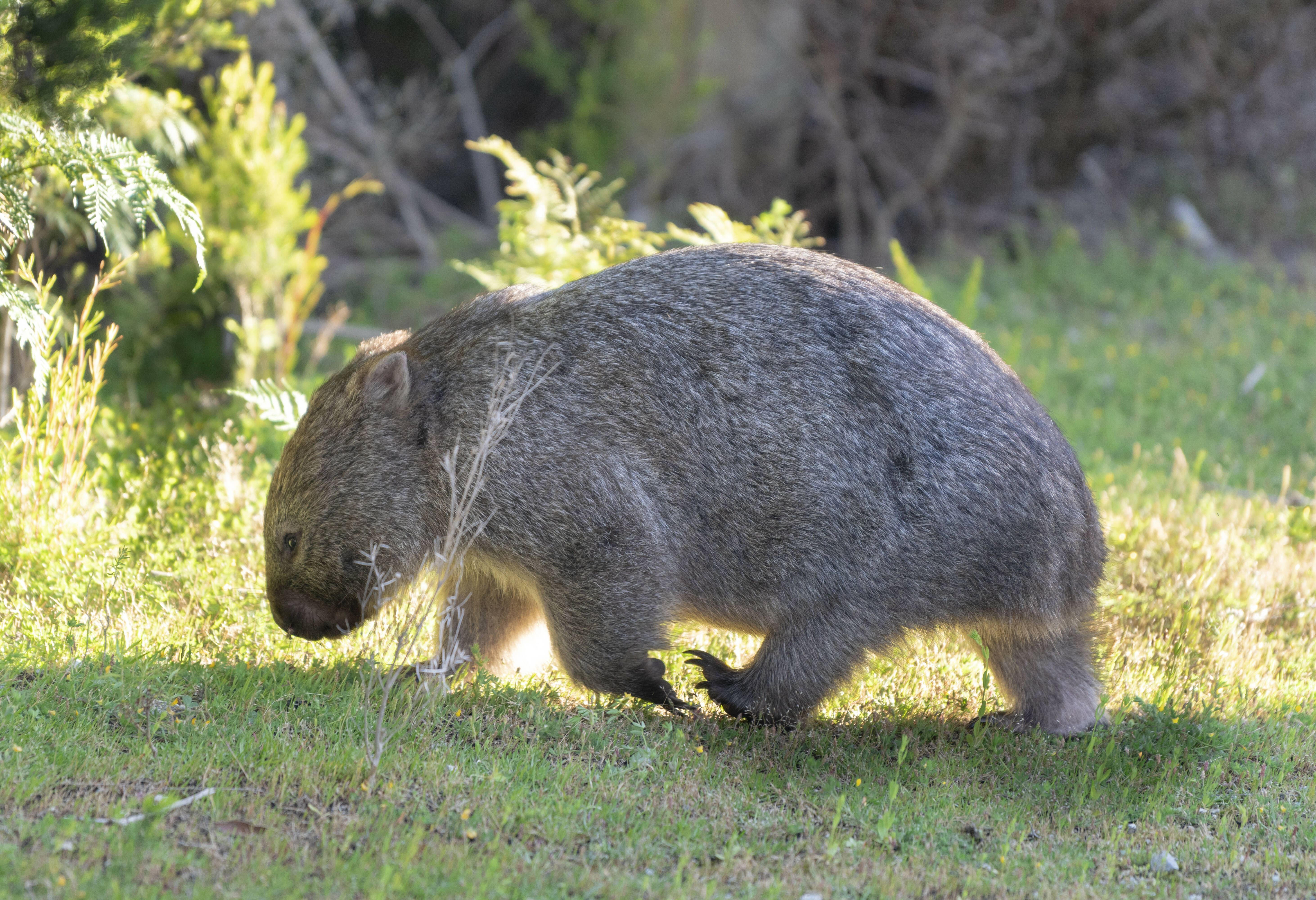 Wombat in het Wilsons Promontory National Park in Australie