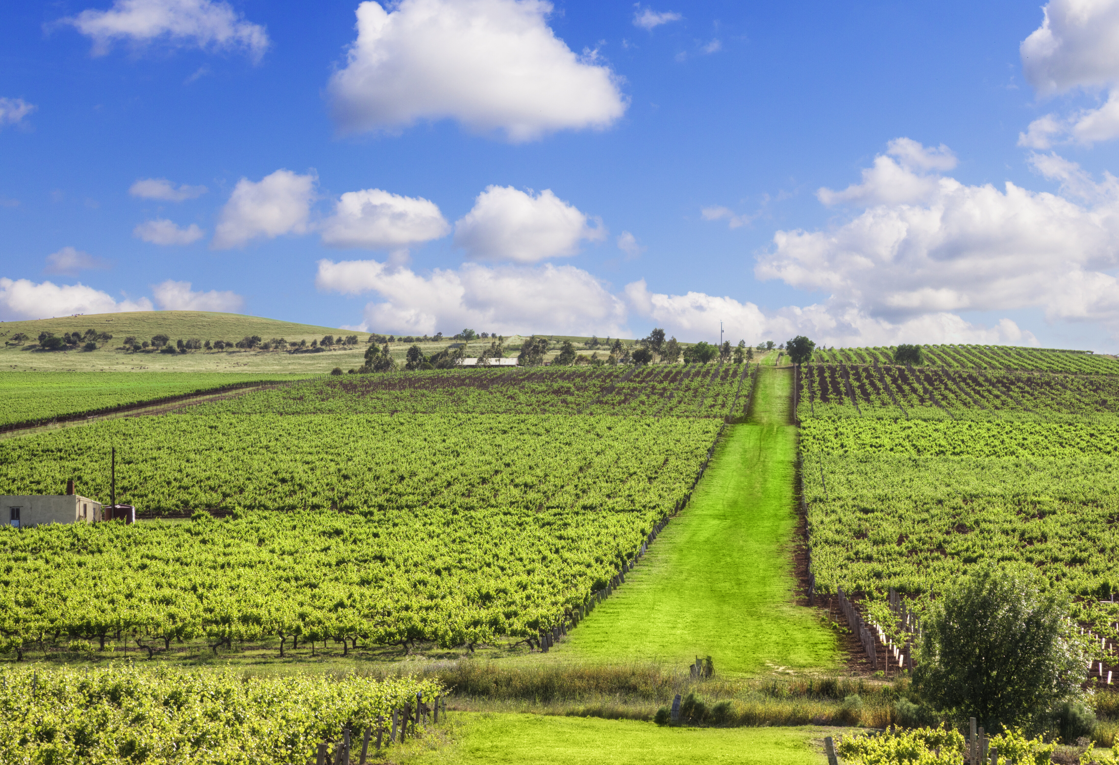 Wijngaard in de Clare Valley in Australie