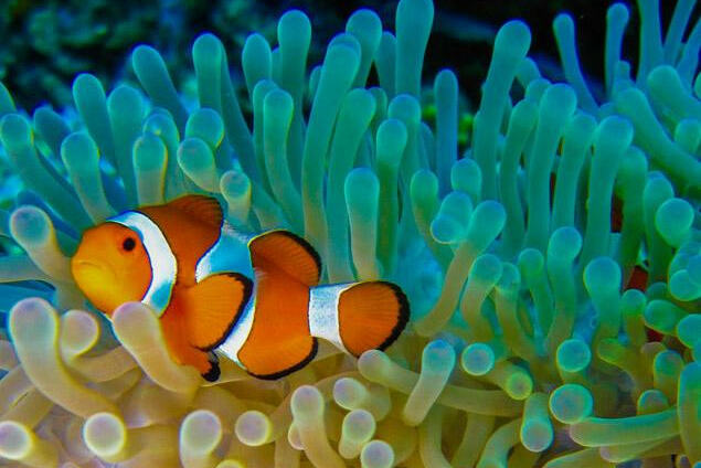 Filipijnen clownsvis