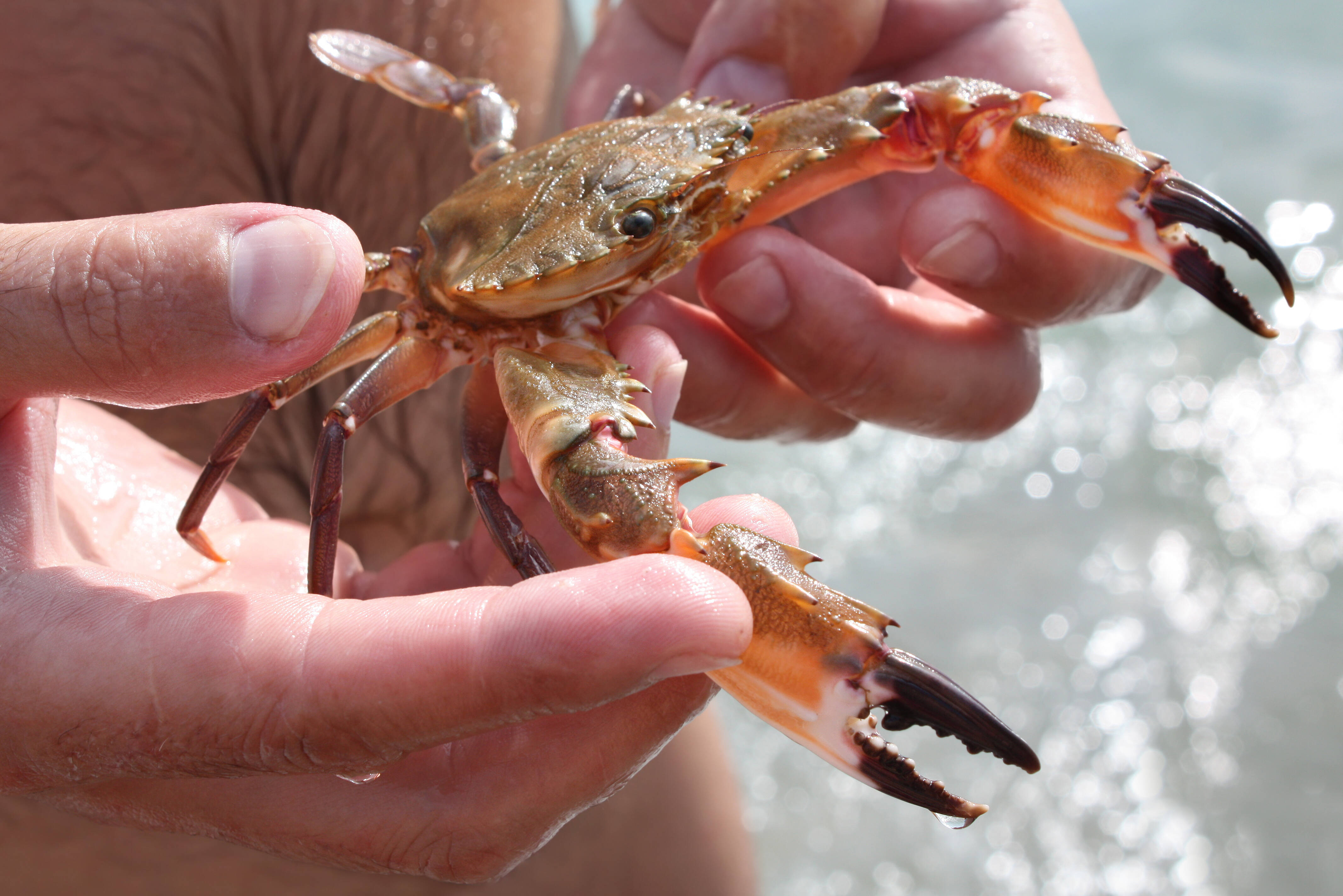 Krab in de Filipijnen