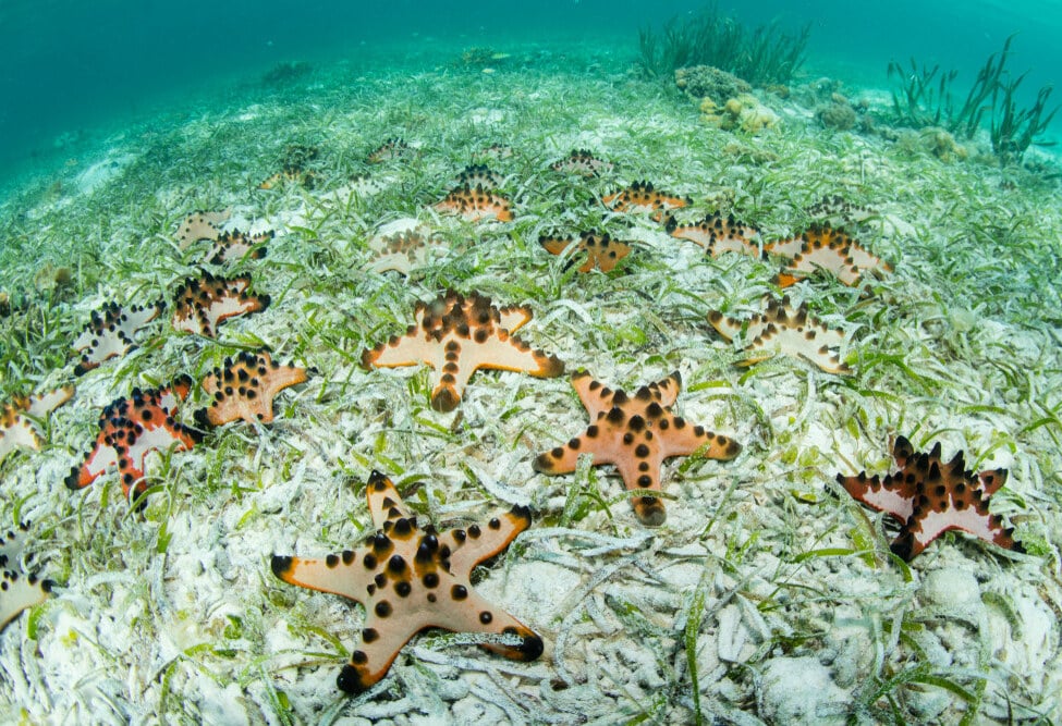 Zeesterren bij Starfish Island