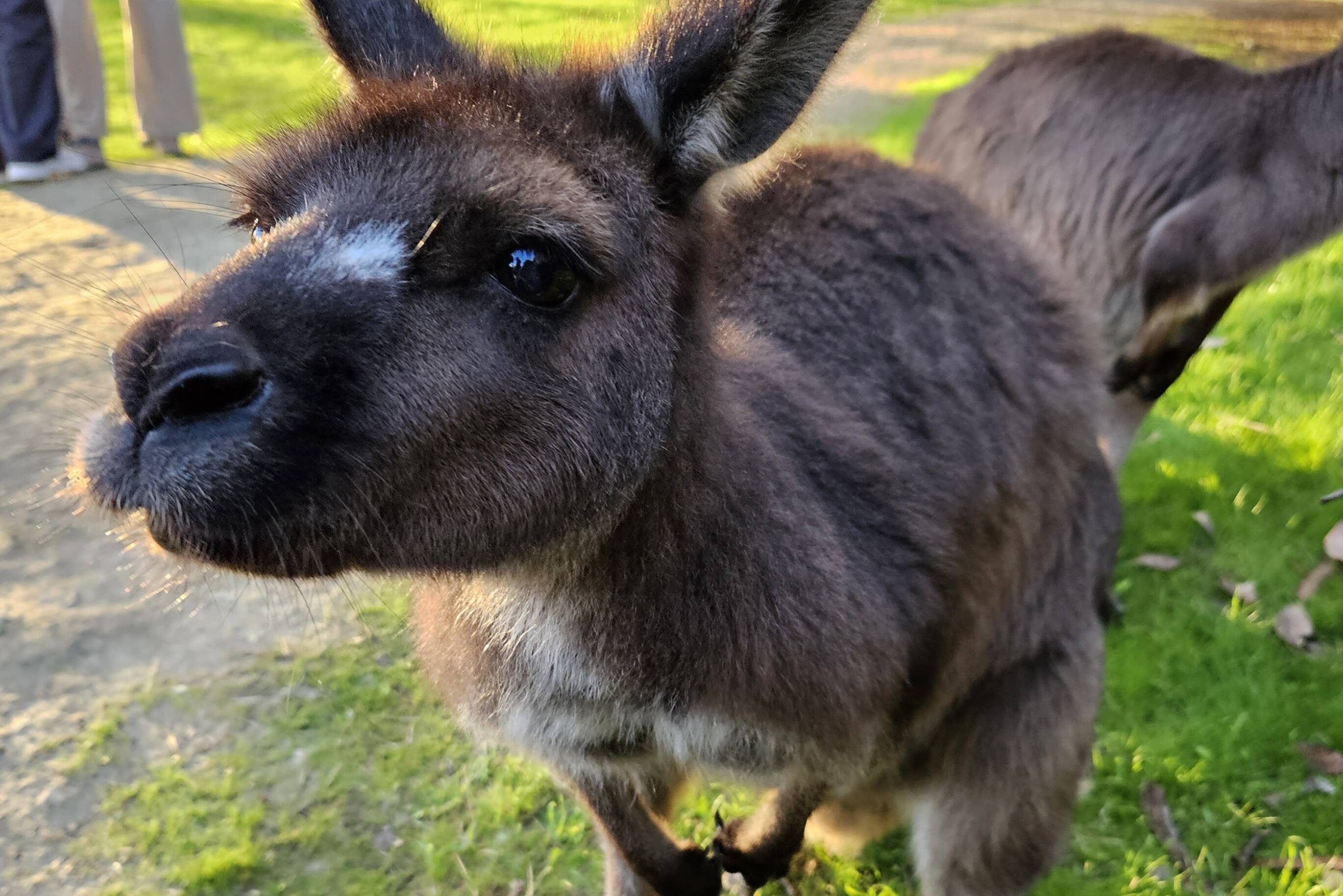 Austalie Adelaide Kangaroo Island Kangaroo