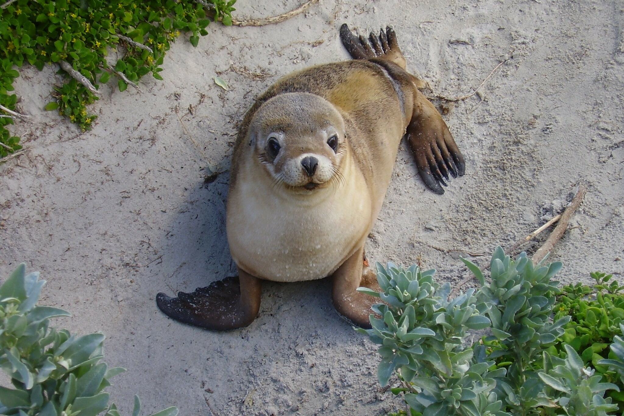 Austalie Adelaide Kangaroo Island Seal Bay
