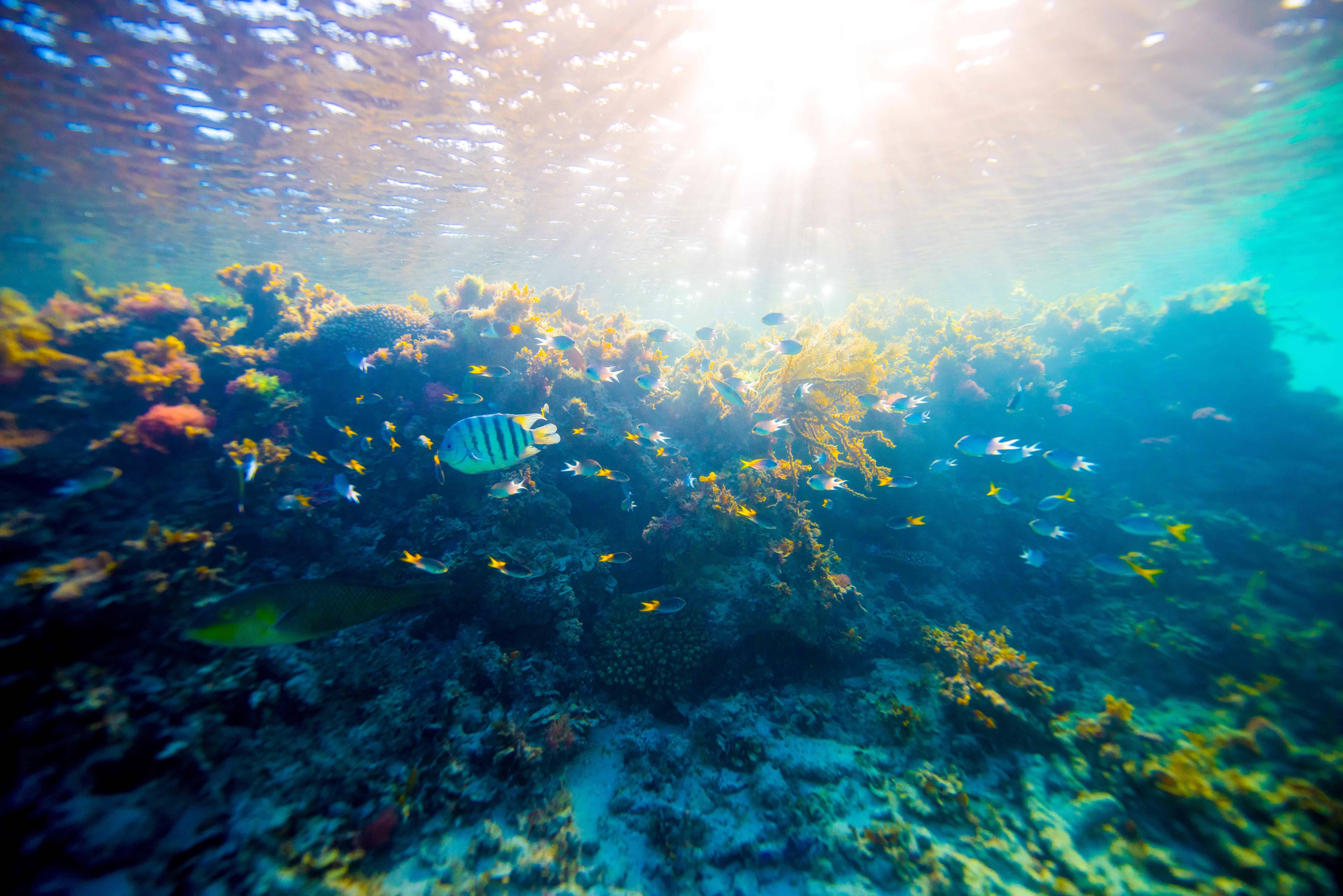 Australie Hamilton Island Palm Bungalows Onderwaterwereld