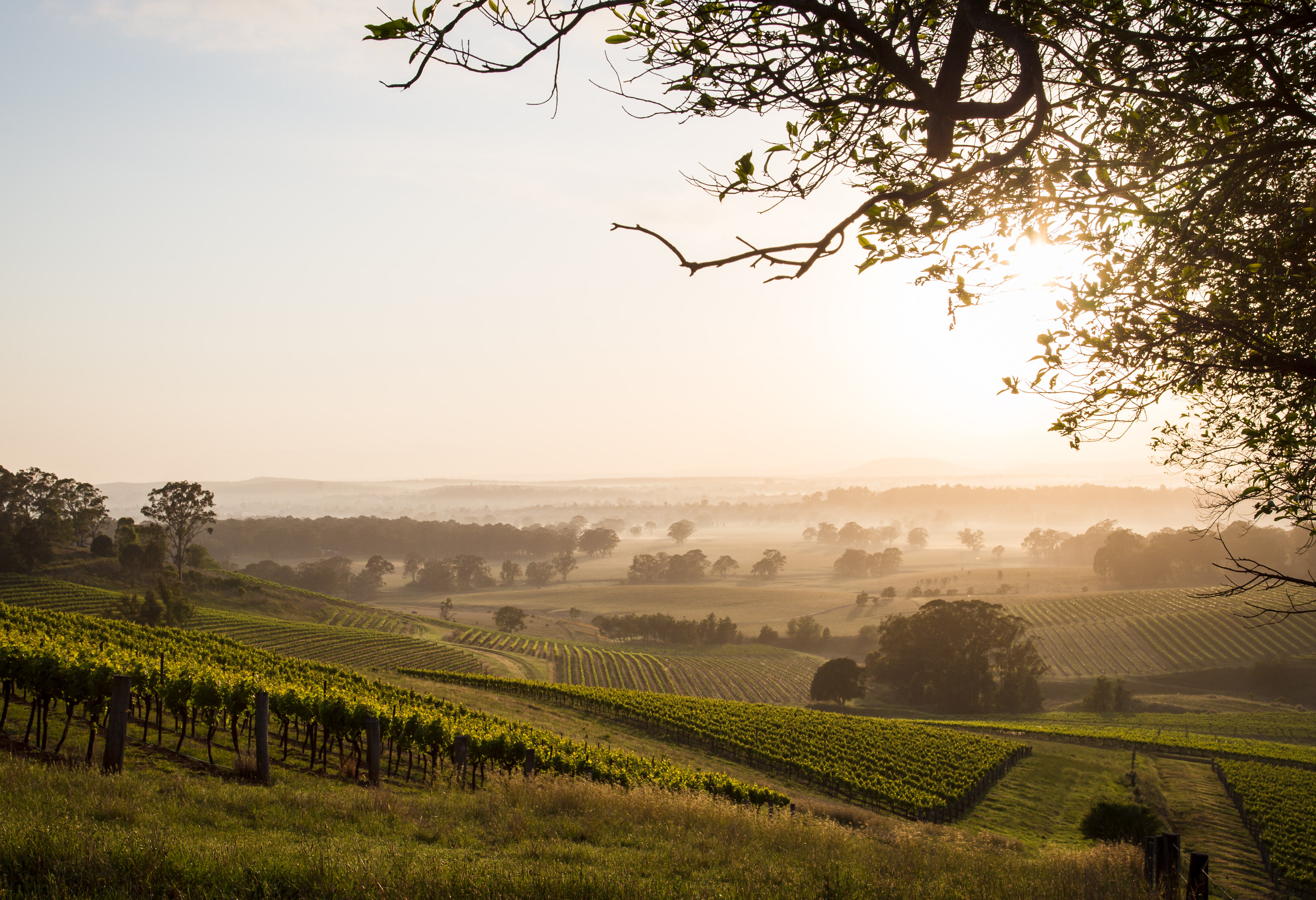 Zonsopkomst in Hunter Valley in Australie