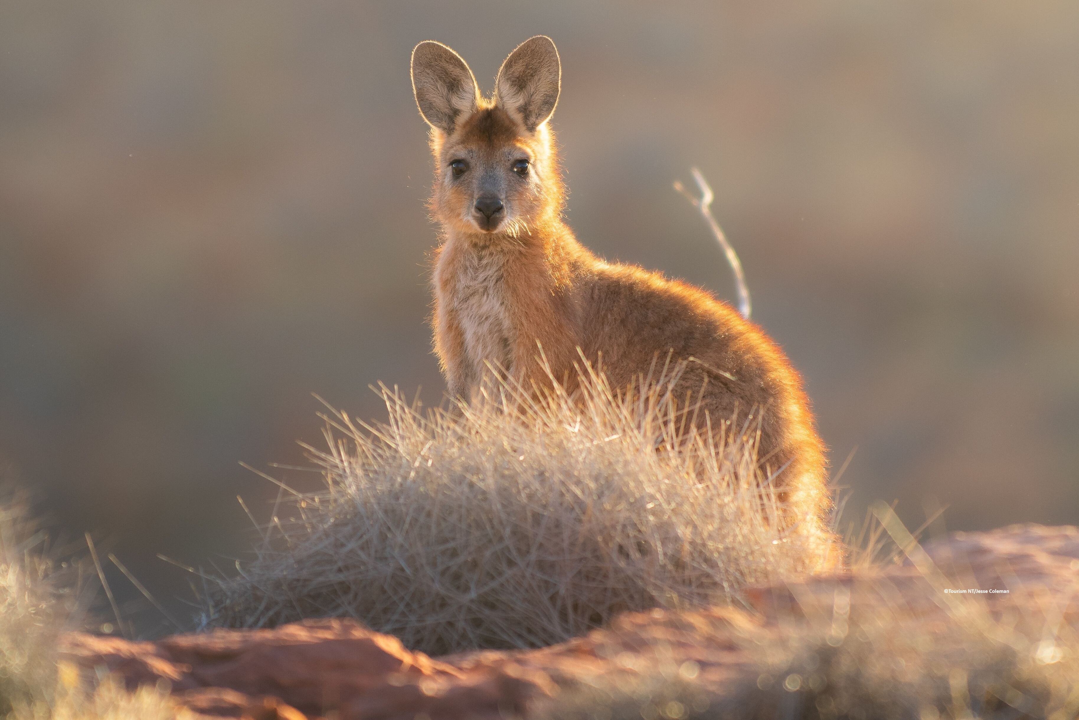 Australie Tourism NT Kakadu NP Wallaby