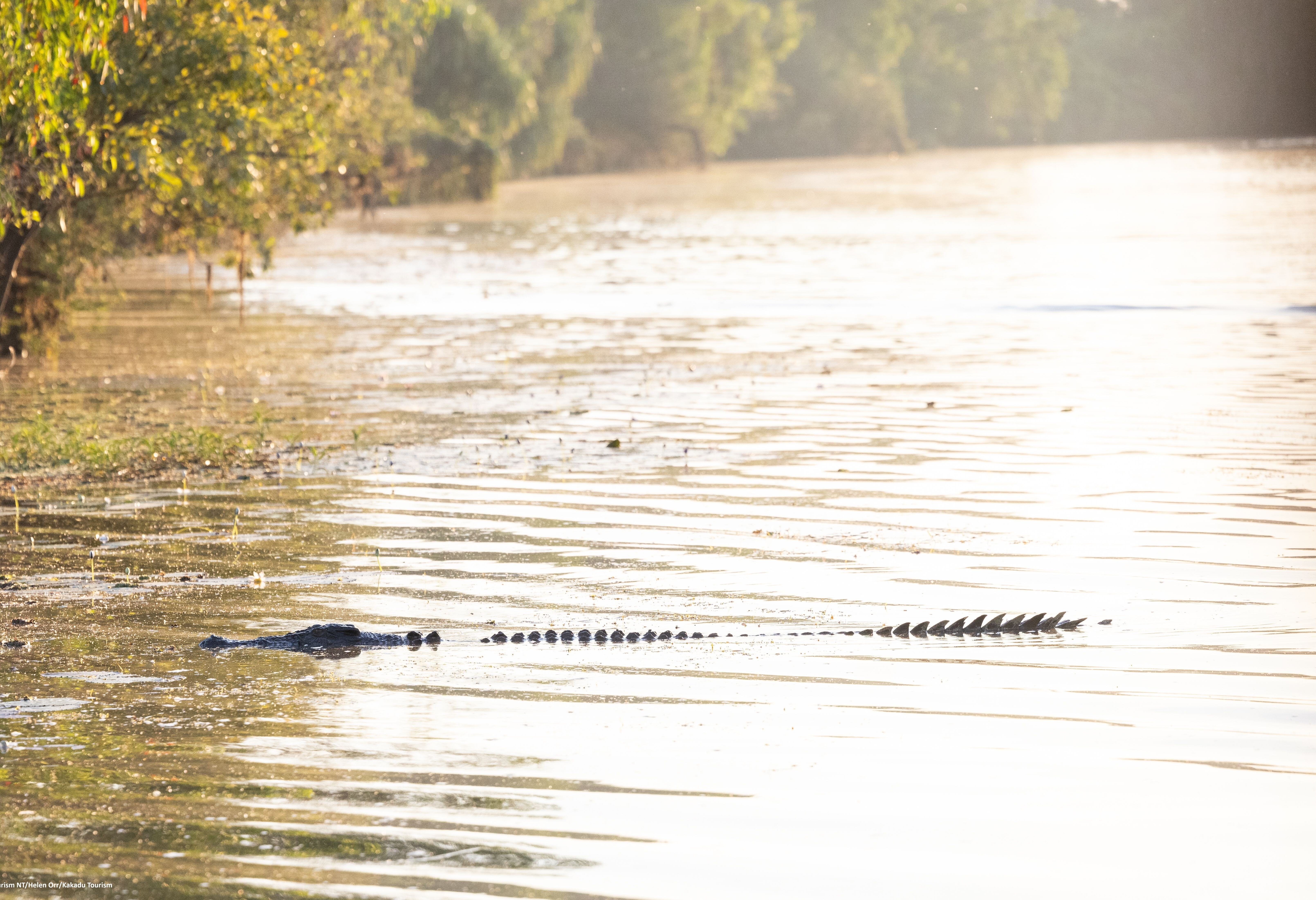 Australie Tourism Kakadu NP krokedillen