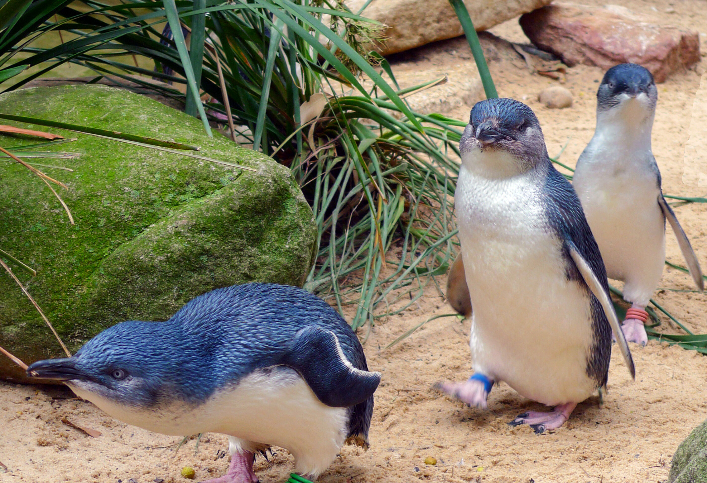 Pinguin parade op Phillip Island in Australie