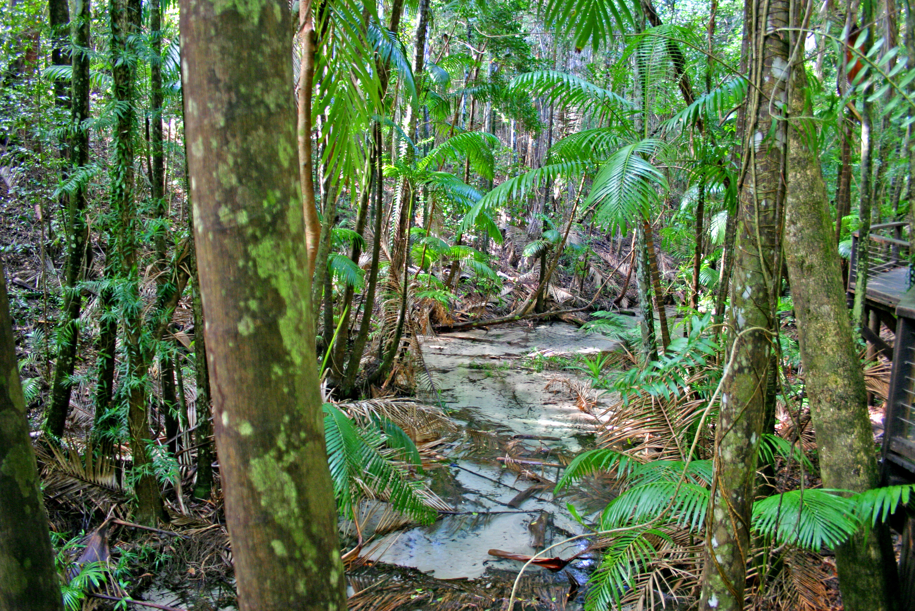 Australie Kgari Fraser Island Regenwoud
