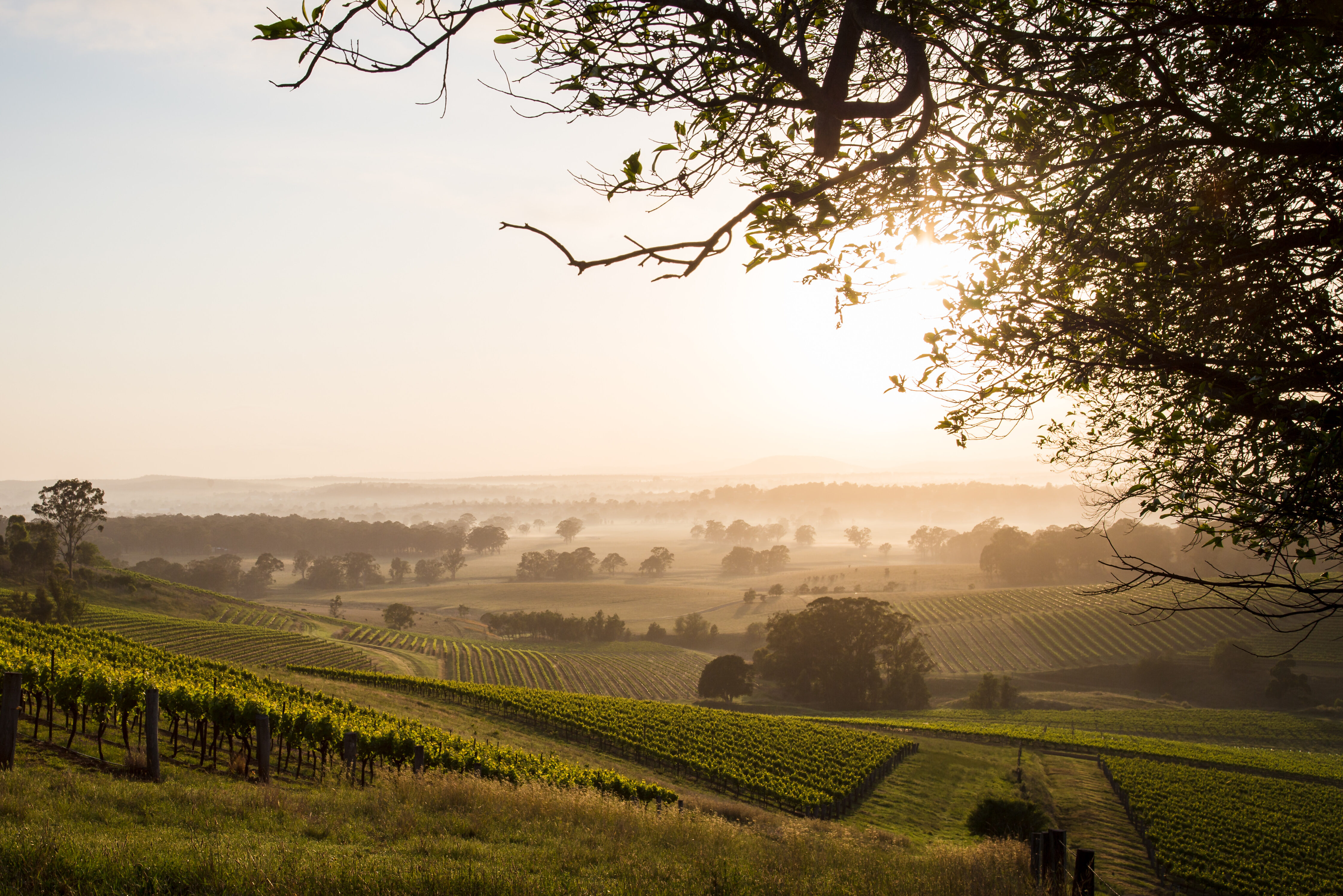 Hunter Valley bij zonsopkomst in Australie