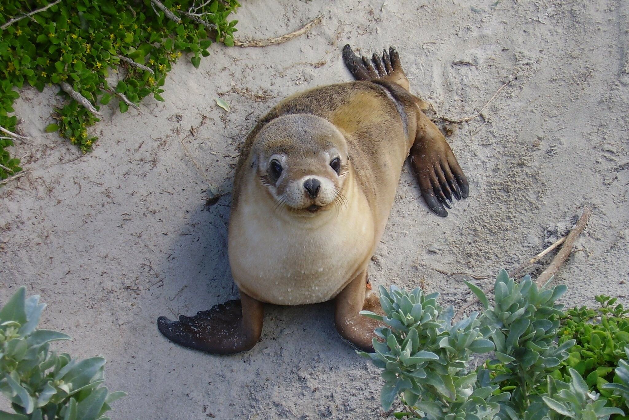 Zeehond in Seal Bay op Kangaroo Island in Australie