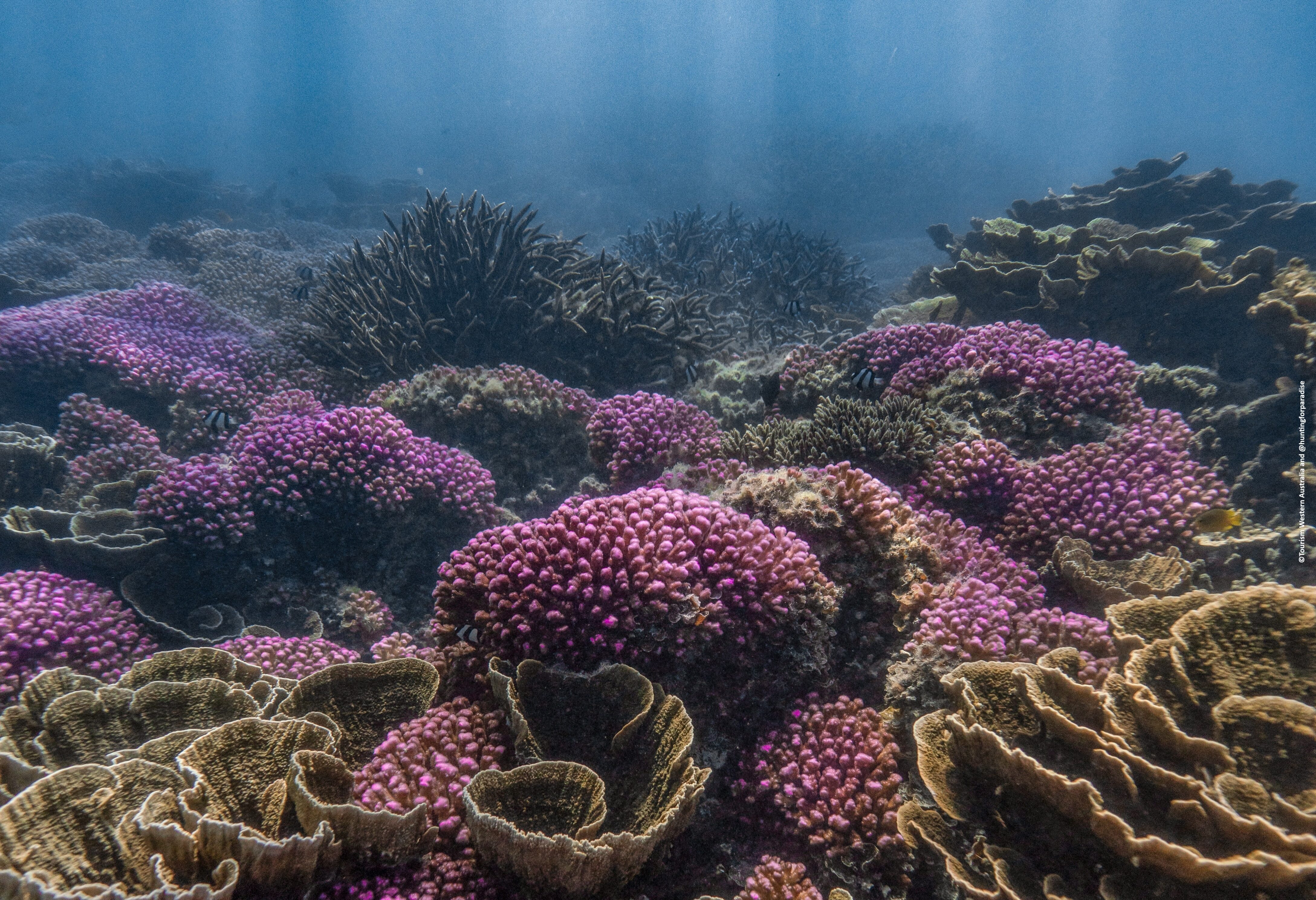 Gekleurd koraal in het Ningaloo Marine Park in West-Australie