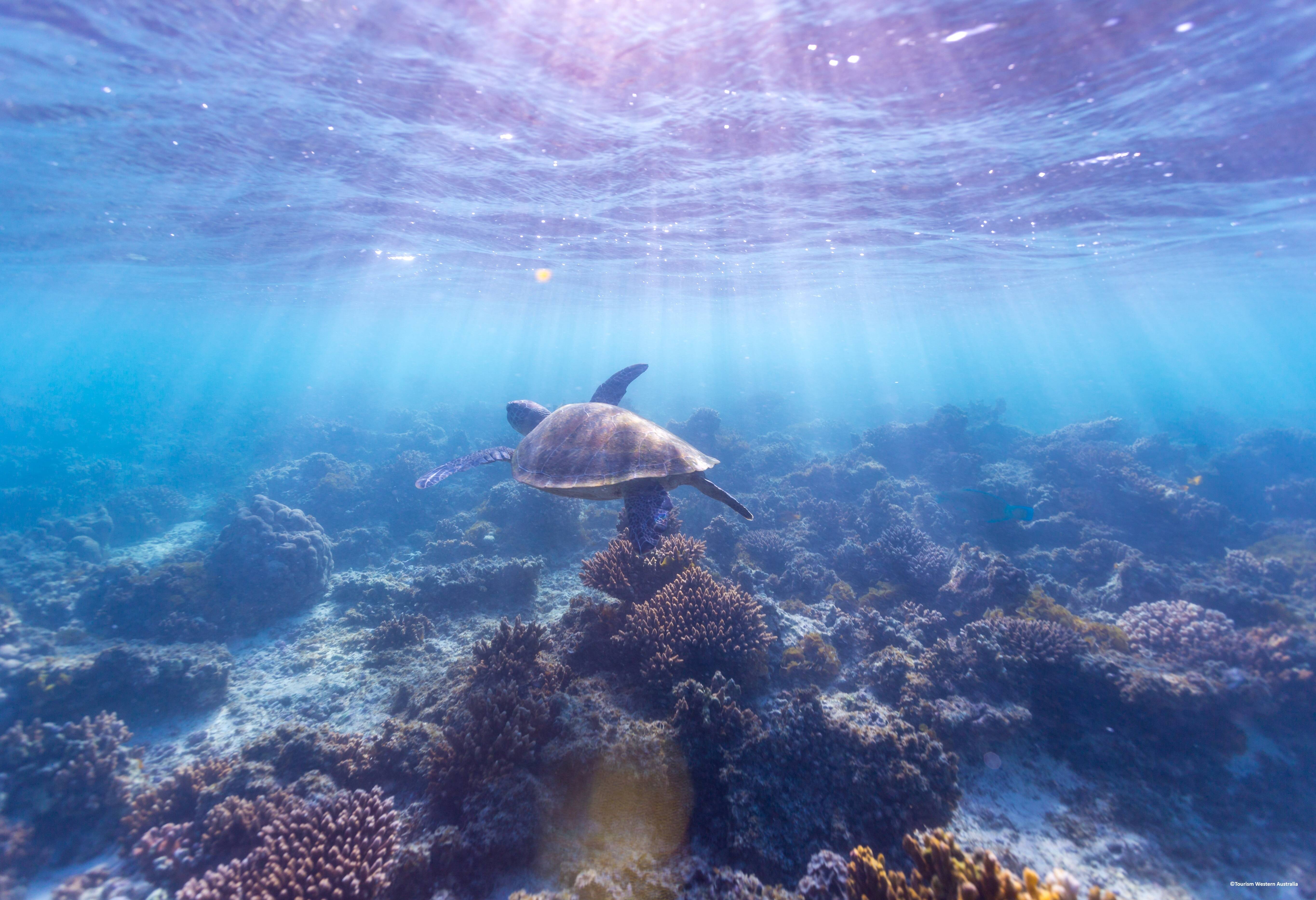 Zeeschildpad in het Ningaloo Marine Park in West-Australie