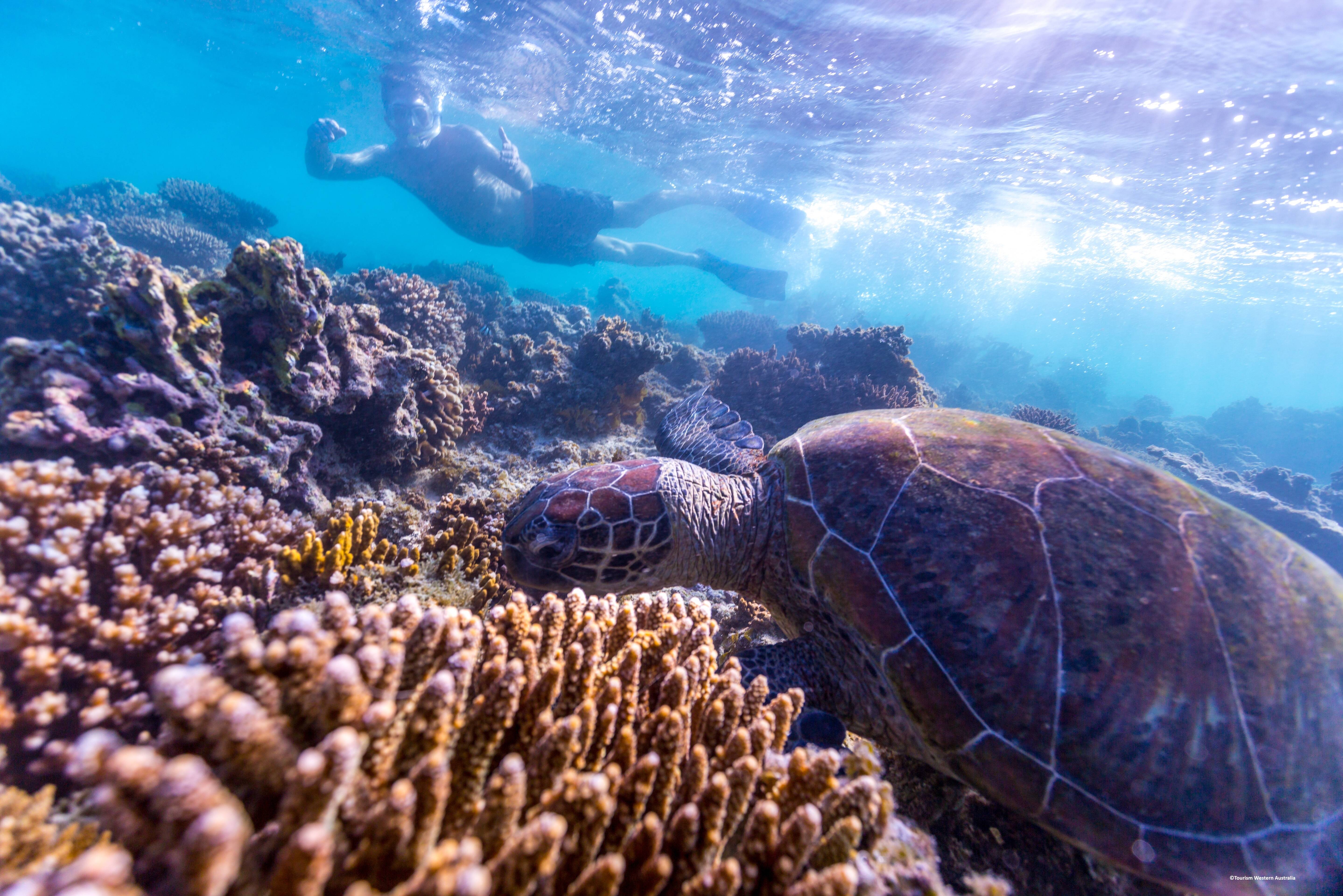 Zeeschildpad in Ningaloo Reef in West-Australie