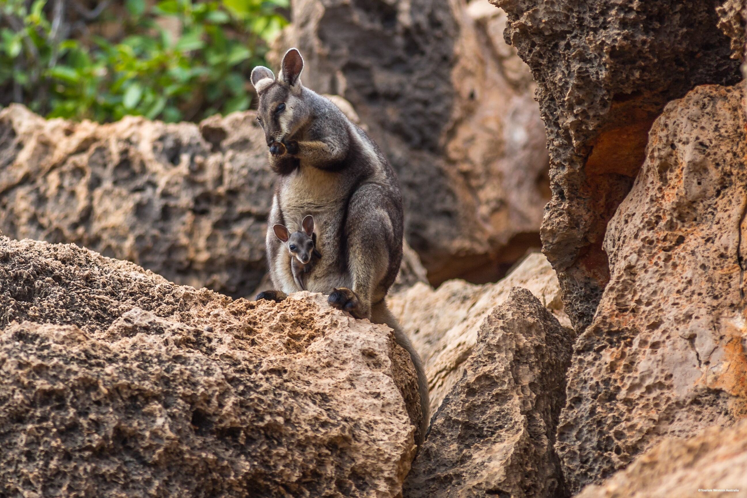 Wallaby in het Cape Range National Park in West-Australie