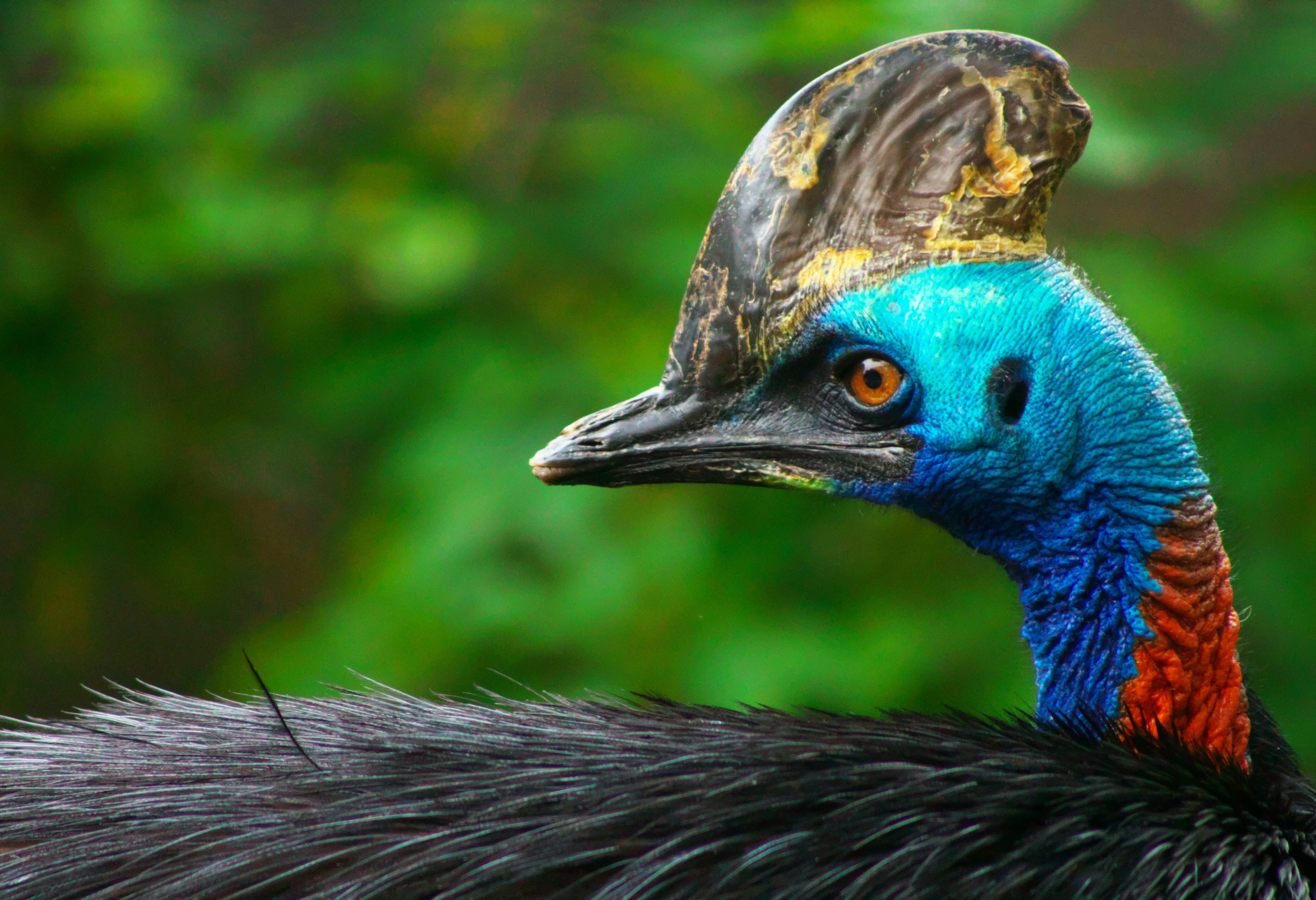 Cassowary in het wild in Queensland in Australie