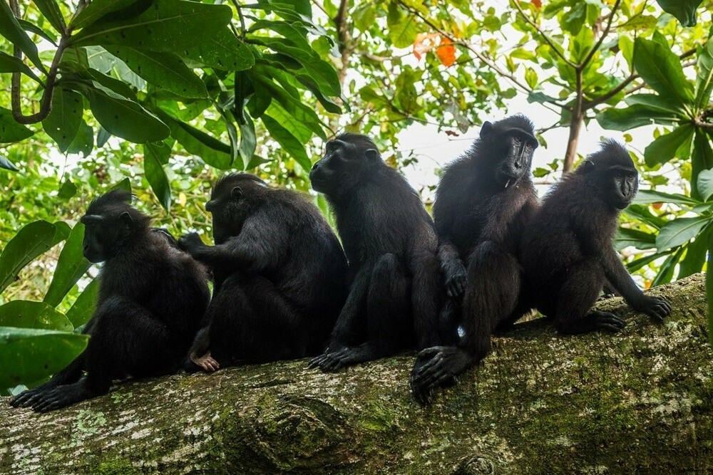 Groep makaken in de jungle