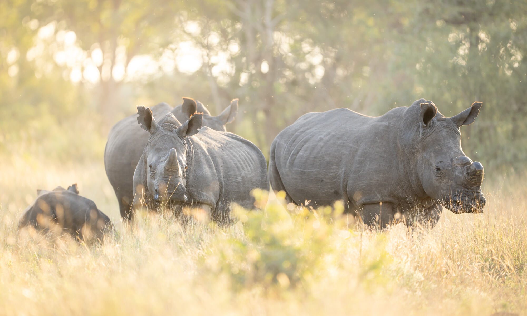 Singita Ebony Lodge