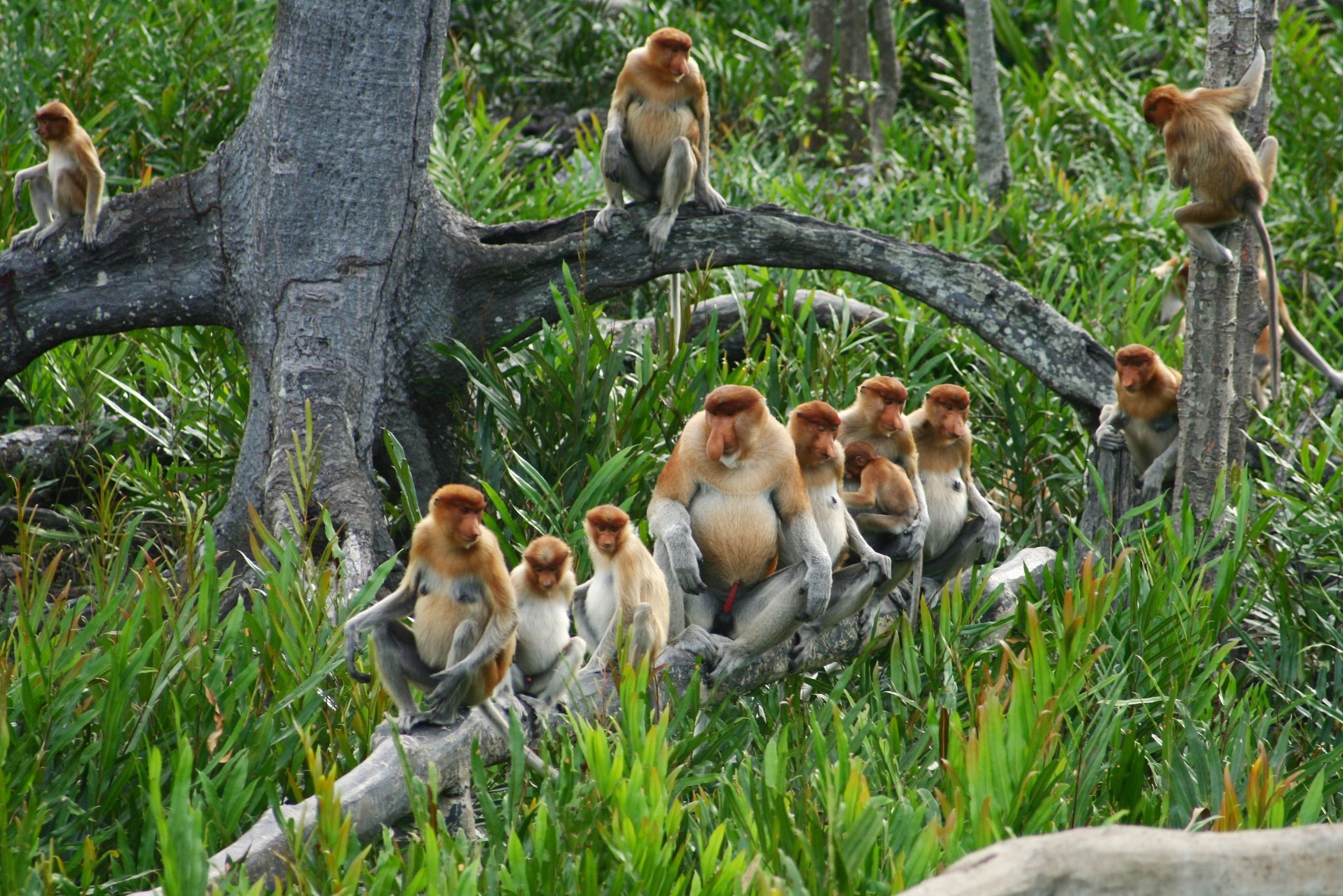 Neusapen in Borneo