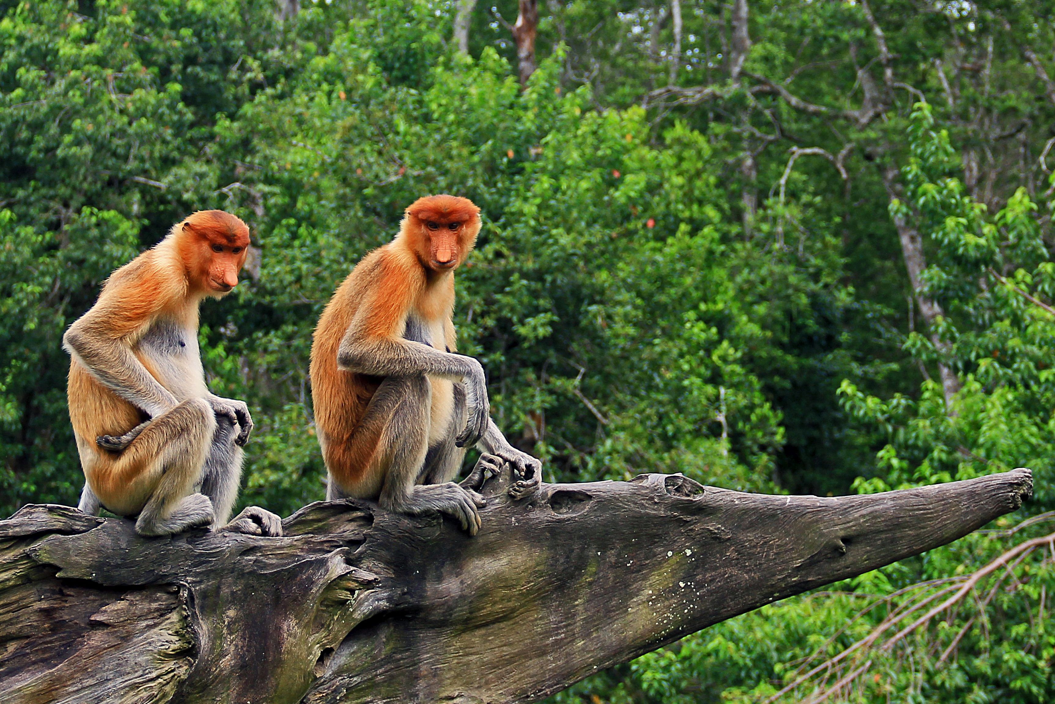 Neusapen in Labuk Bay Borneo