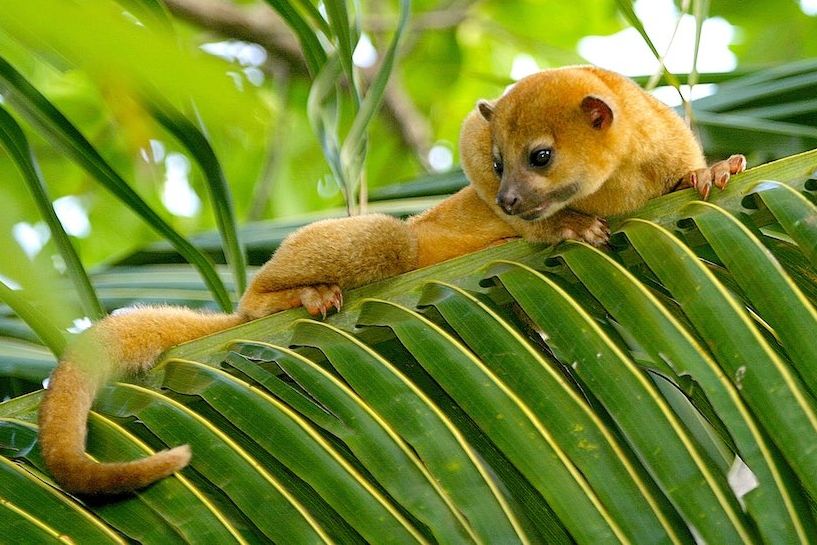 Belize Lamanai Outpost Lodge Rolstaartbeer