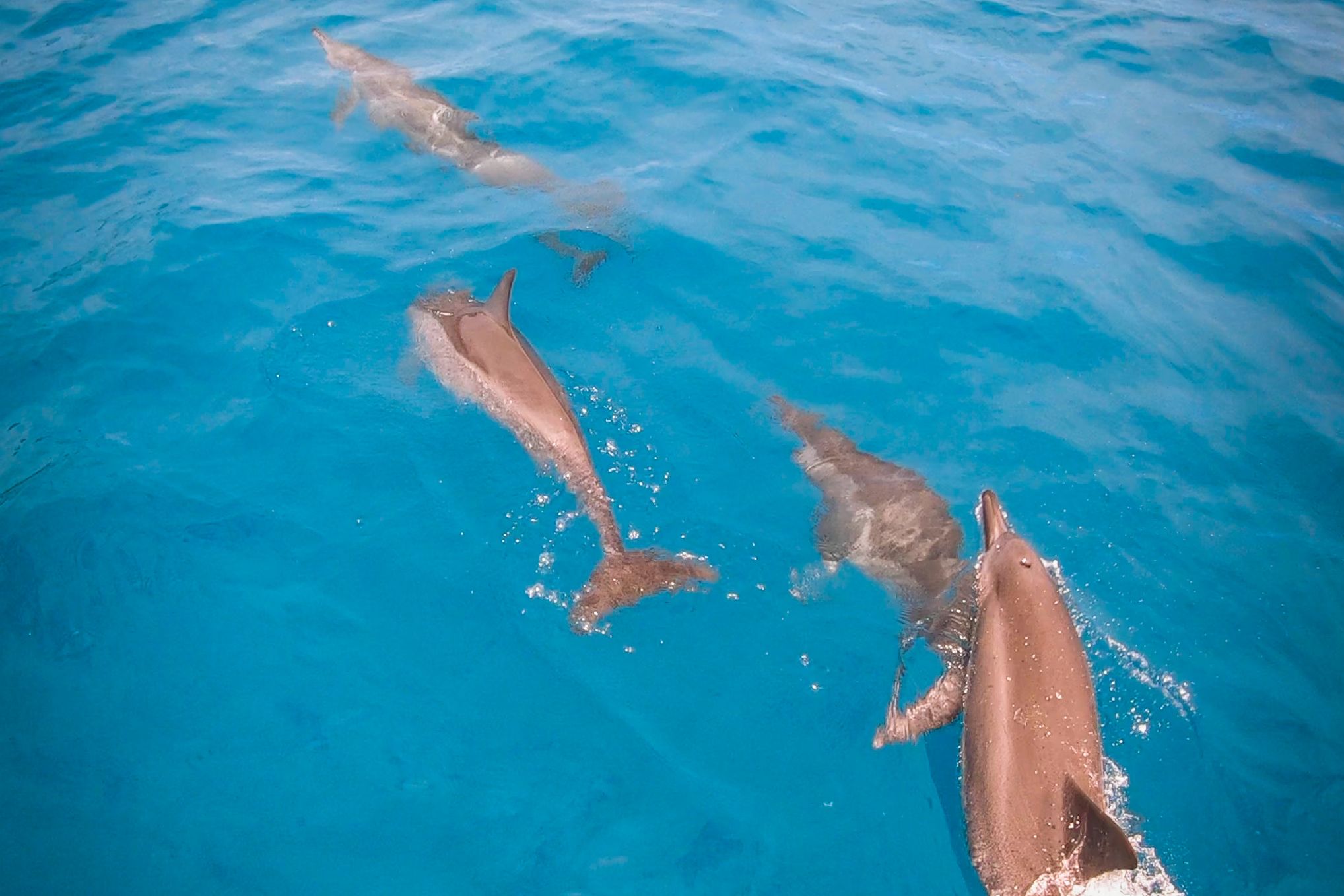 Frans-Polynesie Tahiti by Boat Dolfijnen