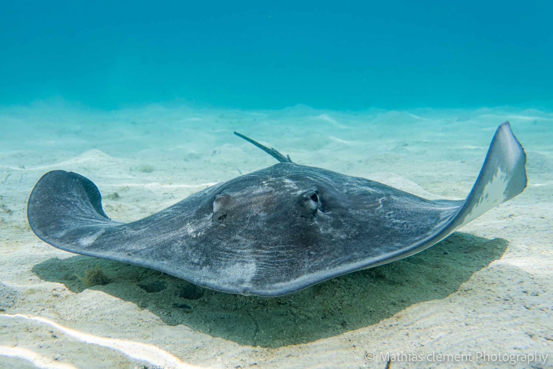 Frans-Polynesie Tahiti by Boat Pijlstaartrog